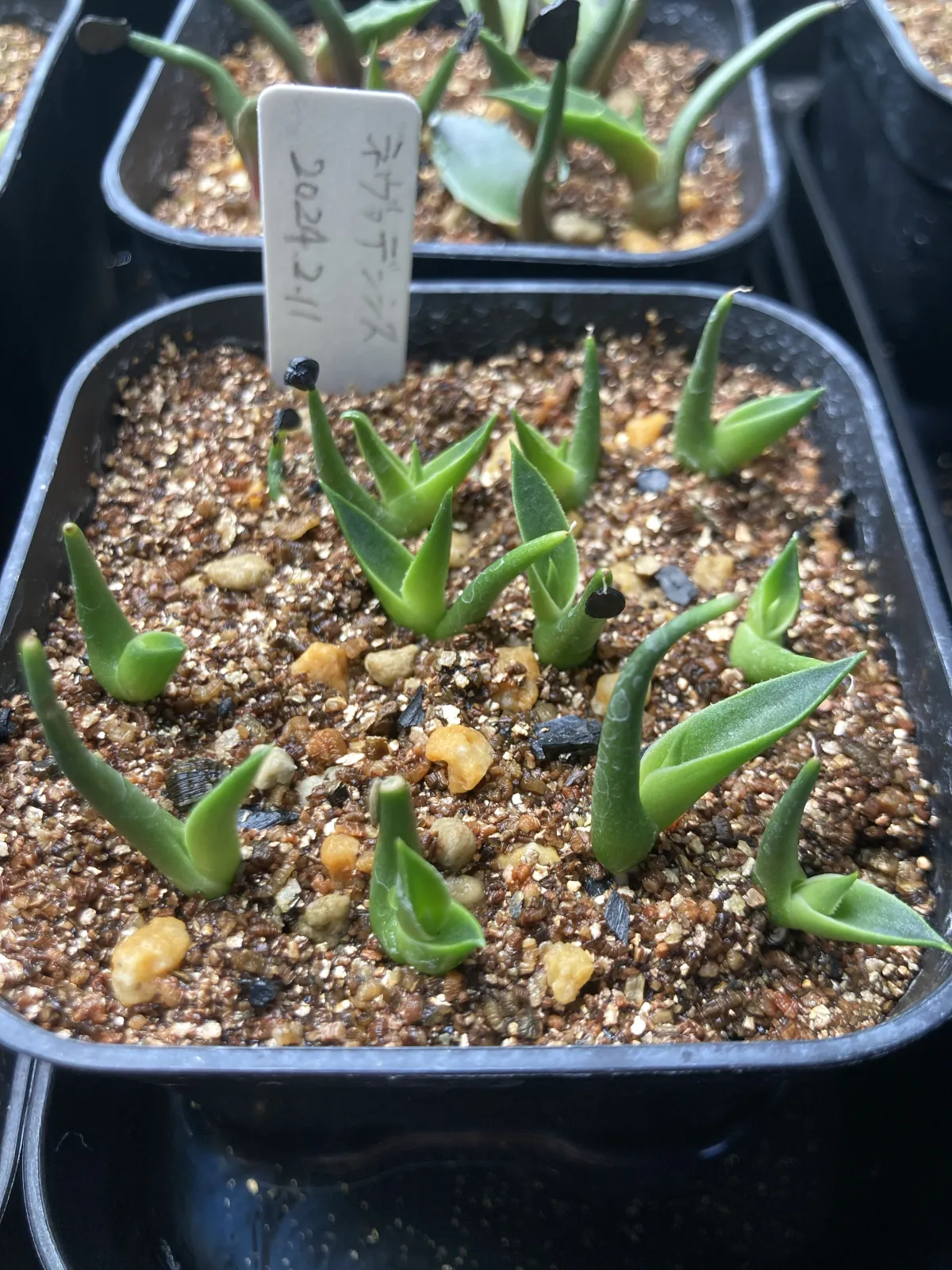 Agave utahensis nevadensis (アガベ ネヴァデンシス)