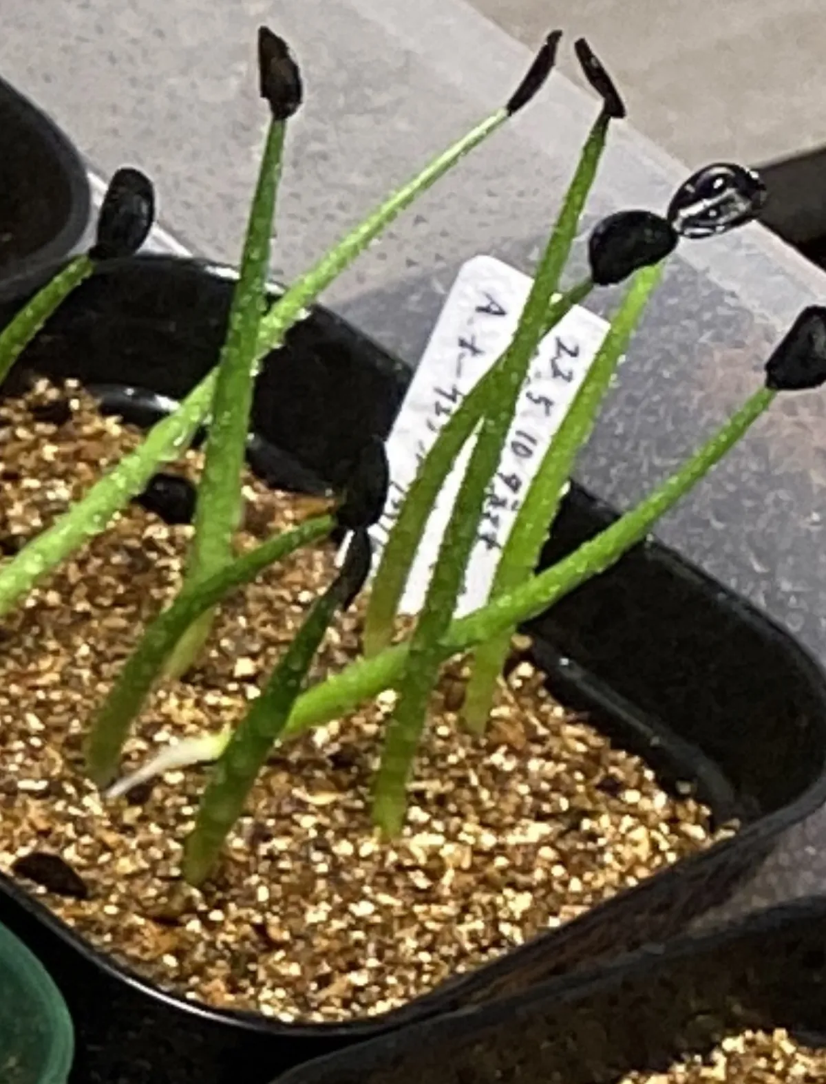 Agave parryi huachucensis Wakefield (アガベ パリー ウェイクフィールド)