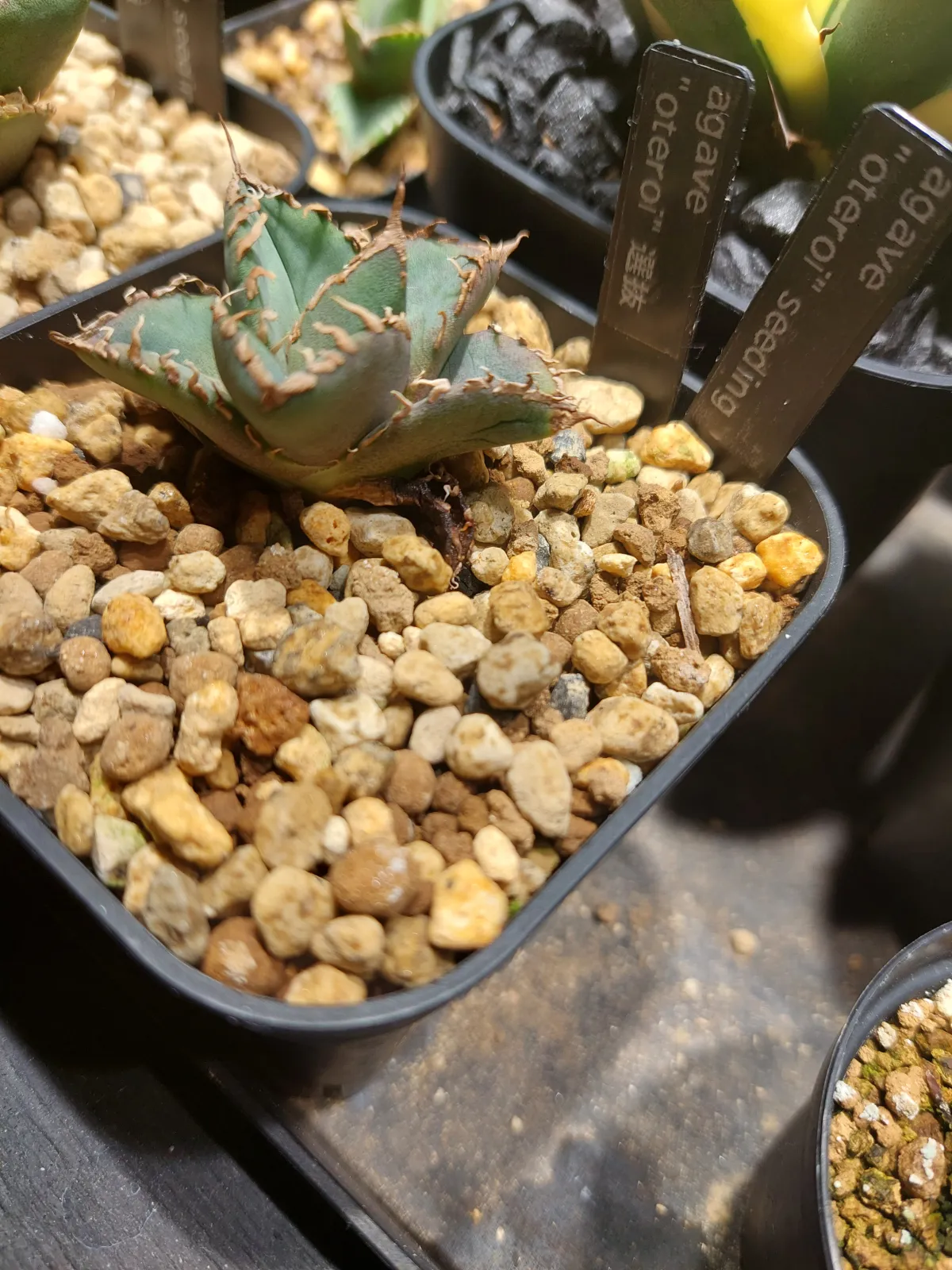 Agave oteroi Lot. (アガベ オテロイ)