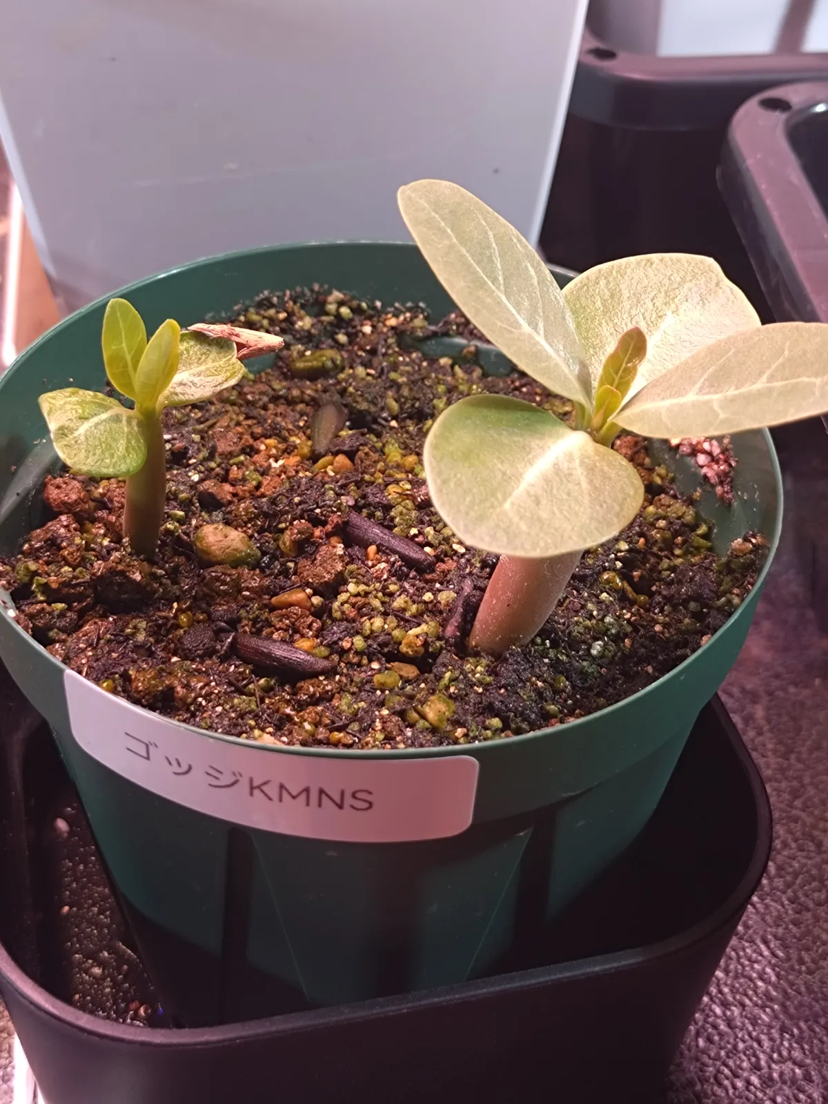 Adenium arabicum Godji (アデニウム アラビカムゴッジ)