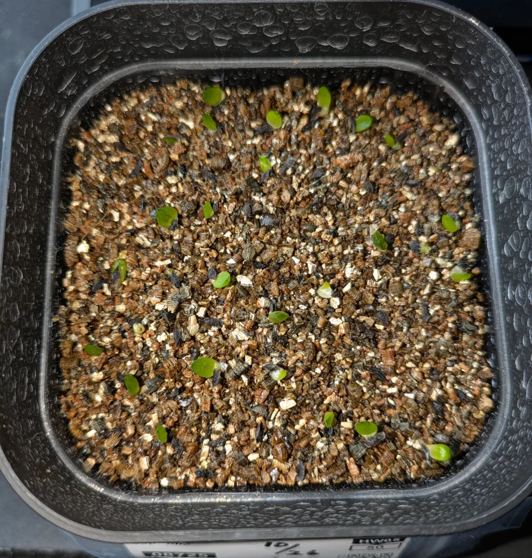 Haworthia  ssp. Mix (ハオルチア ミックス)