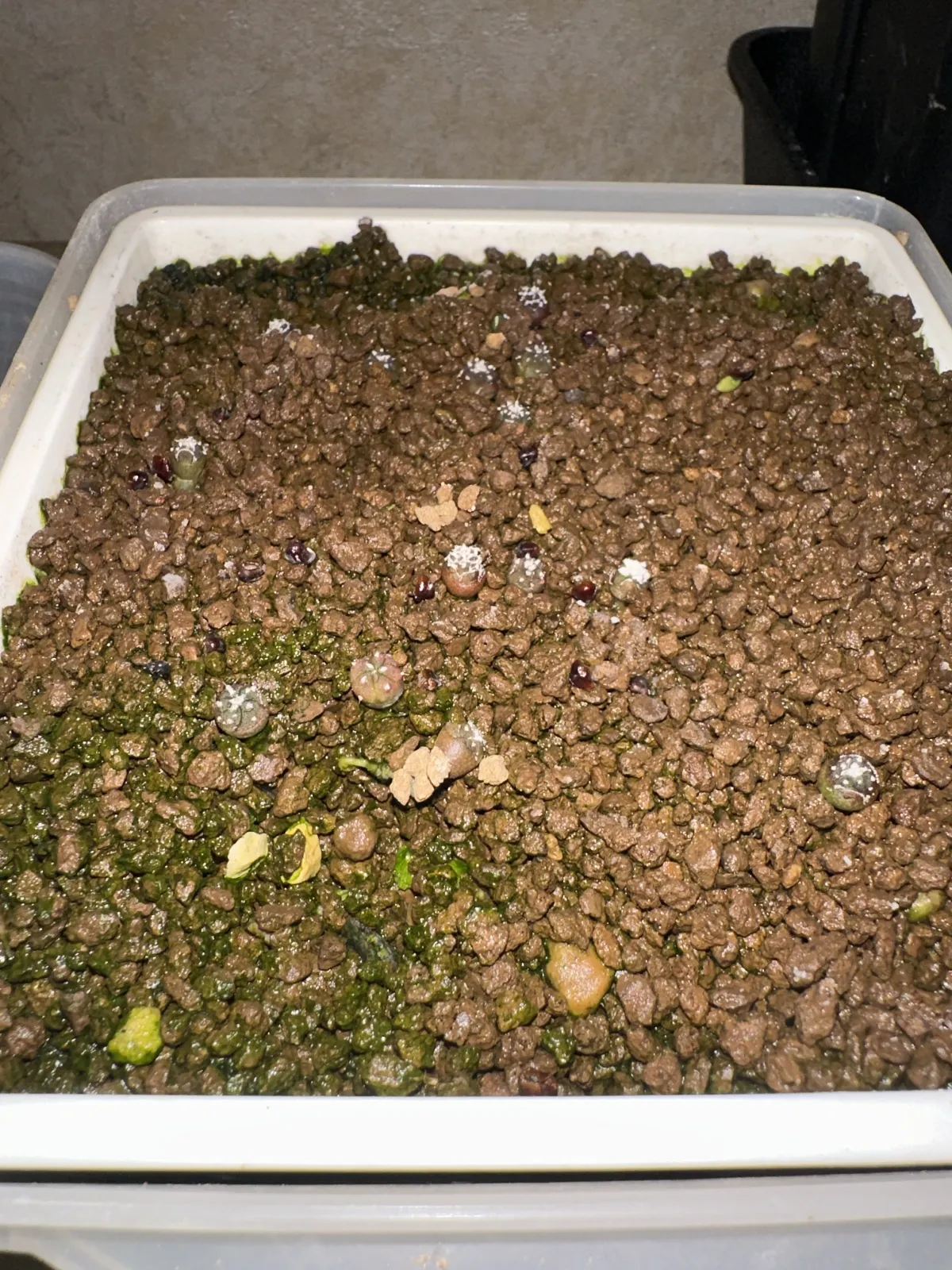Astrophytum asterias cv. Super kabuto (アストロフィツム スーパー兜)