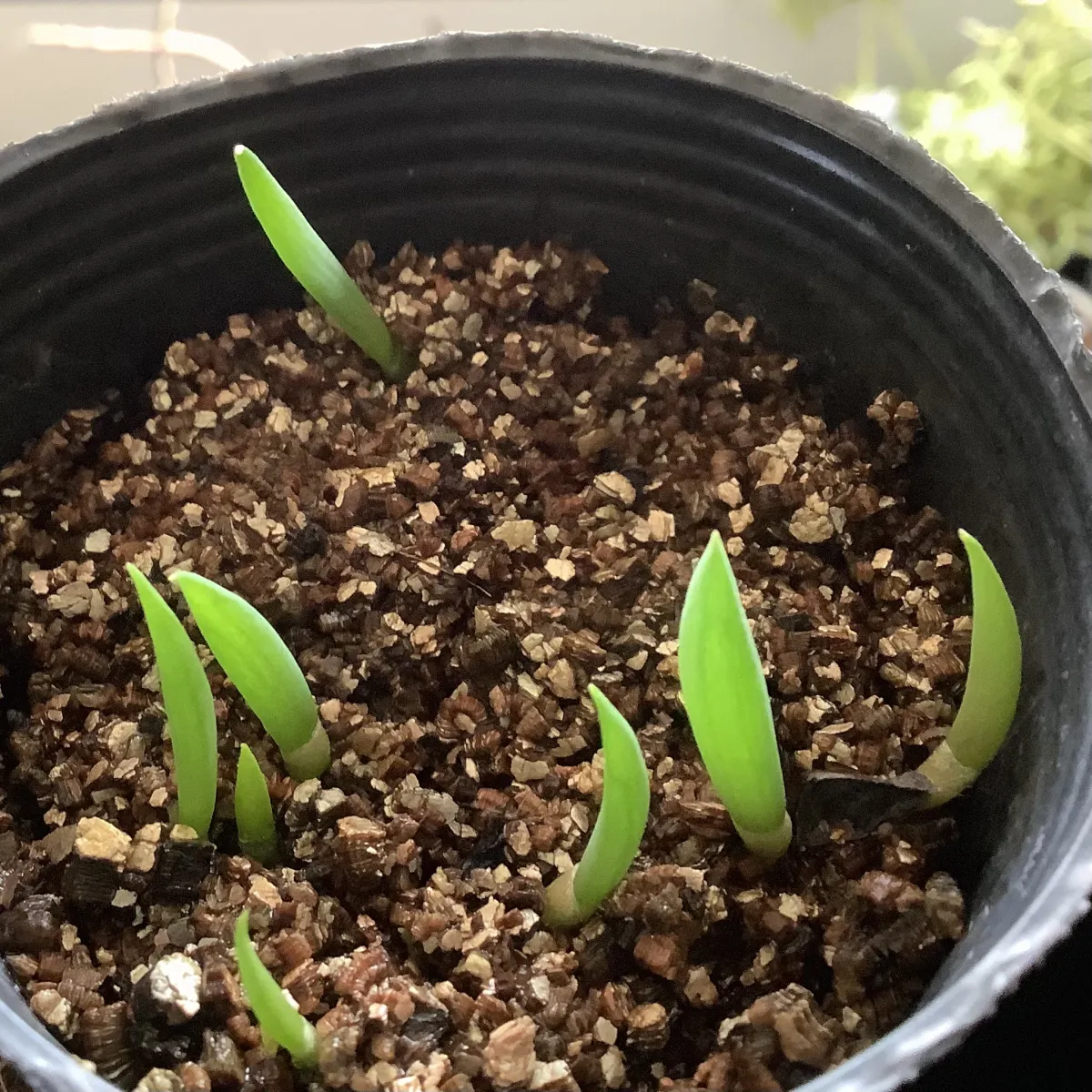 Aloe plicatilis (アロエ プリカティリス)