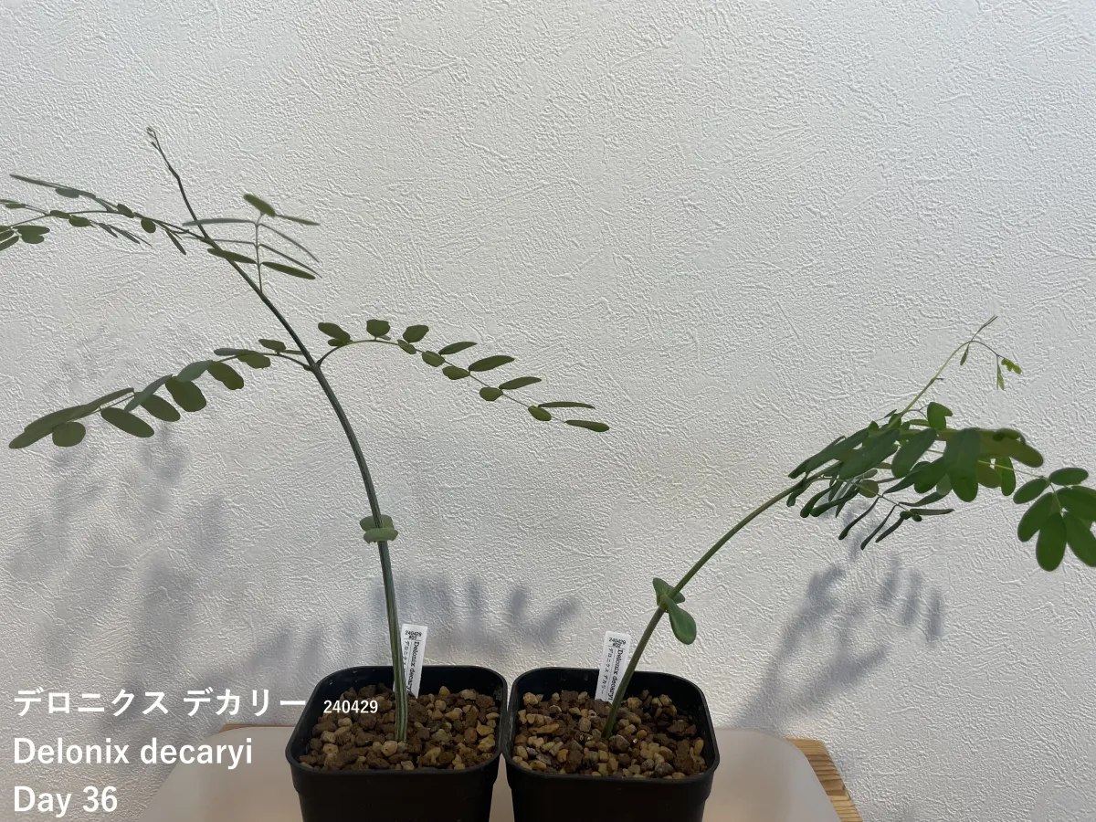 Delonix decaryi (デロニクス デカリー)