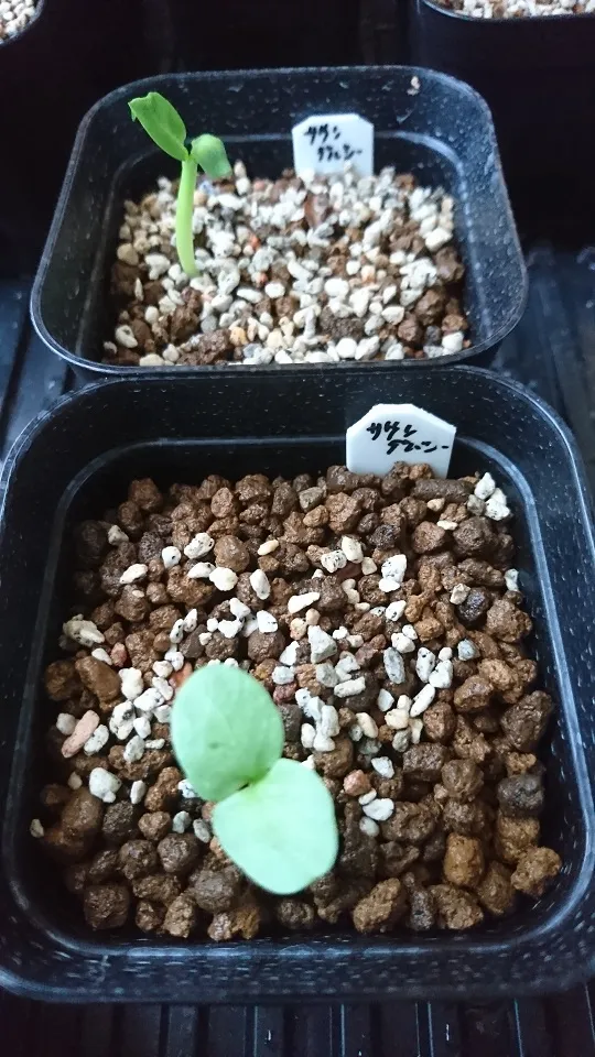 Pachypodium saundersii (パキポディウム サンデルシー)