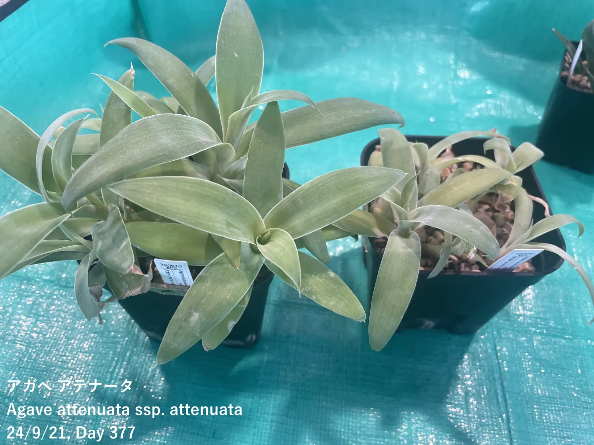 Agave attenuata (アガベ アテナータ)