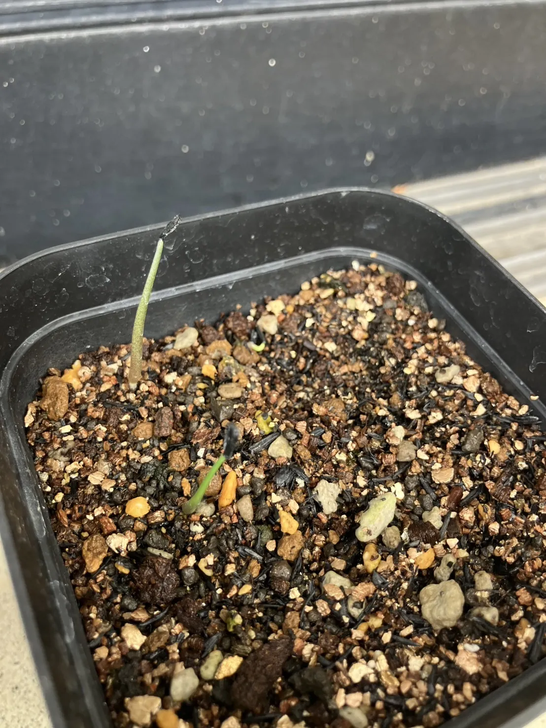 Agave potatorum (アガベ ポタトラム)