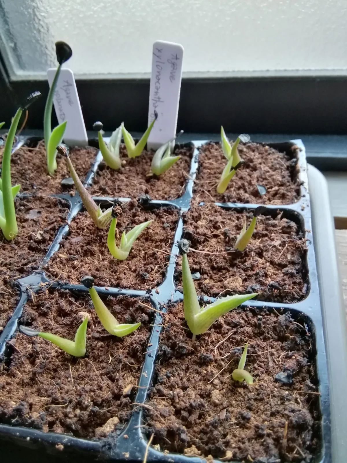 Agave xylonacantha blue (アガベ キシロナカンサブルー)