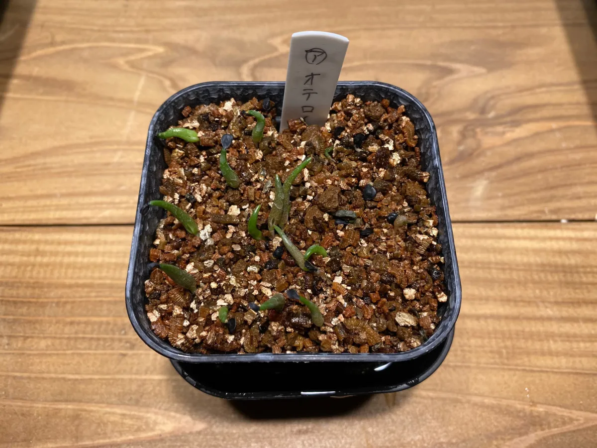 Agave oteroi Lot. (アガベ オテロイ)
