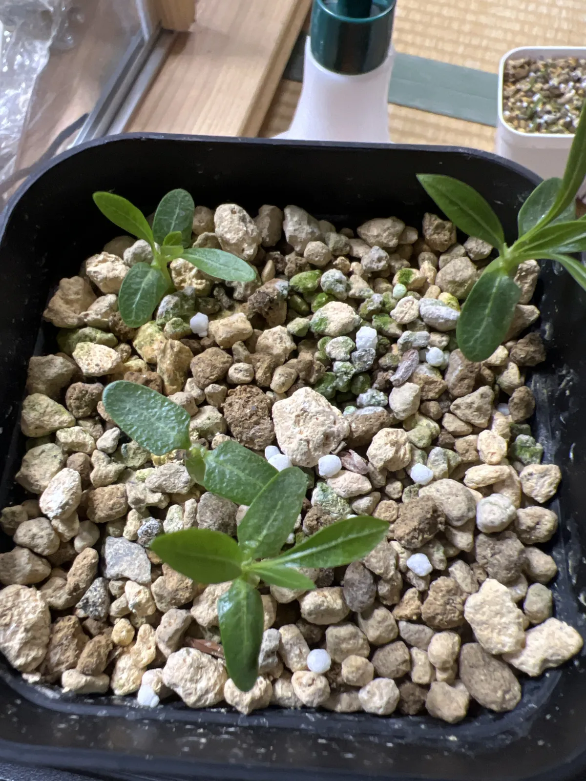 Pachypodium brevicaule (パキポディウム ブレビカウレ（長茎）)