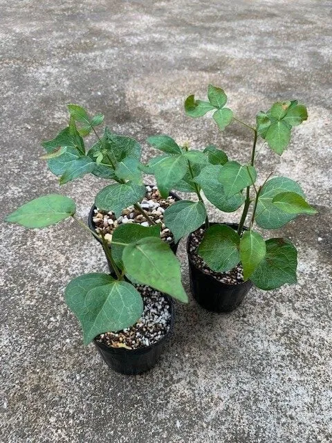 Commiphora africana var. africana (コミフォラ アフリカーナ)