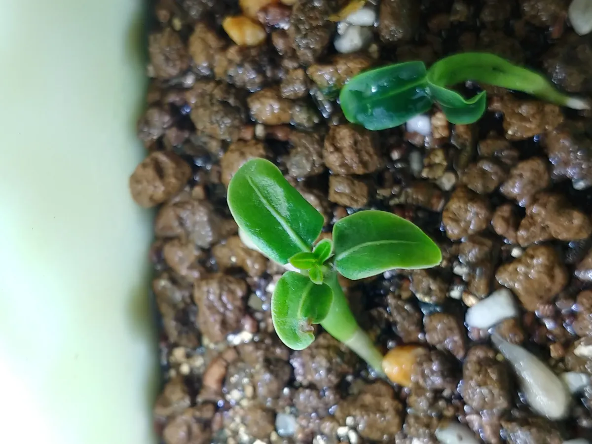Pachypodium lamerei (パキポディウム ラメレイ)