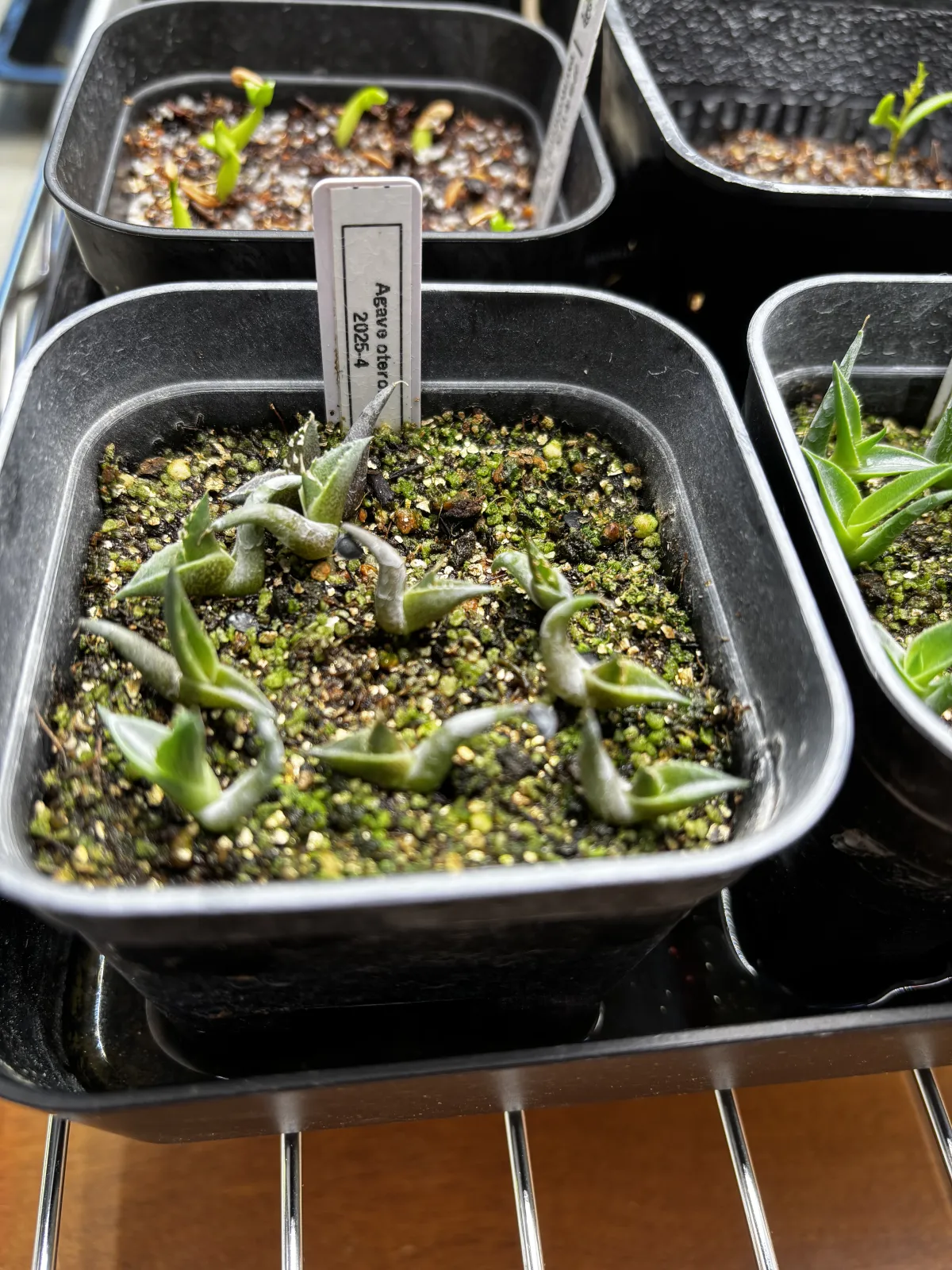 Agave oteroi Lot. (アガベ オテロイ)