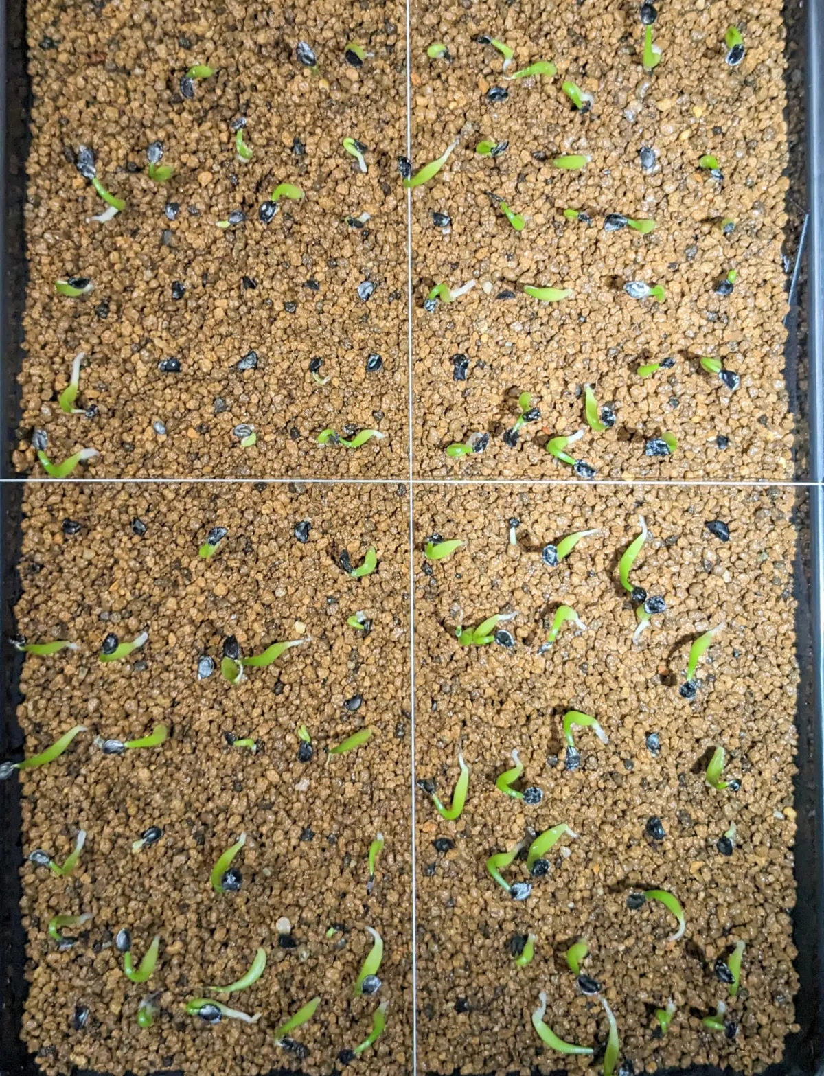 Agave titanota Blue Lot. (アガベ チタノタブルー)
