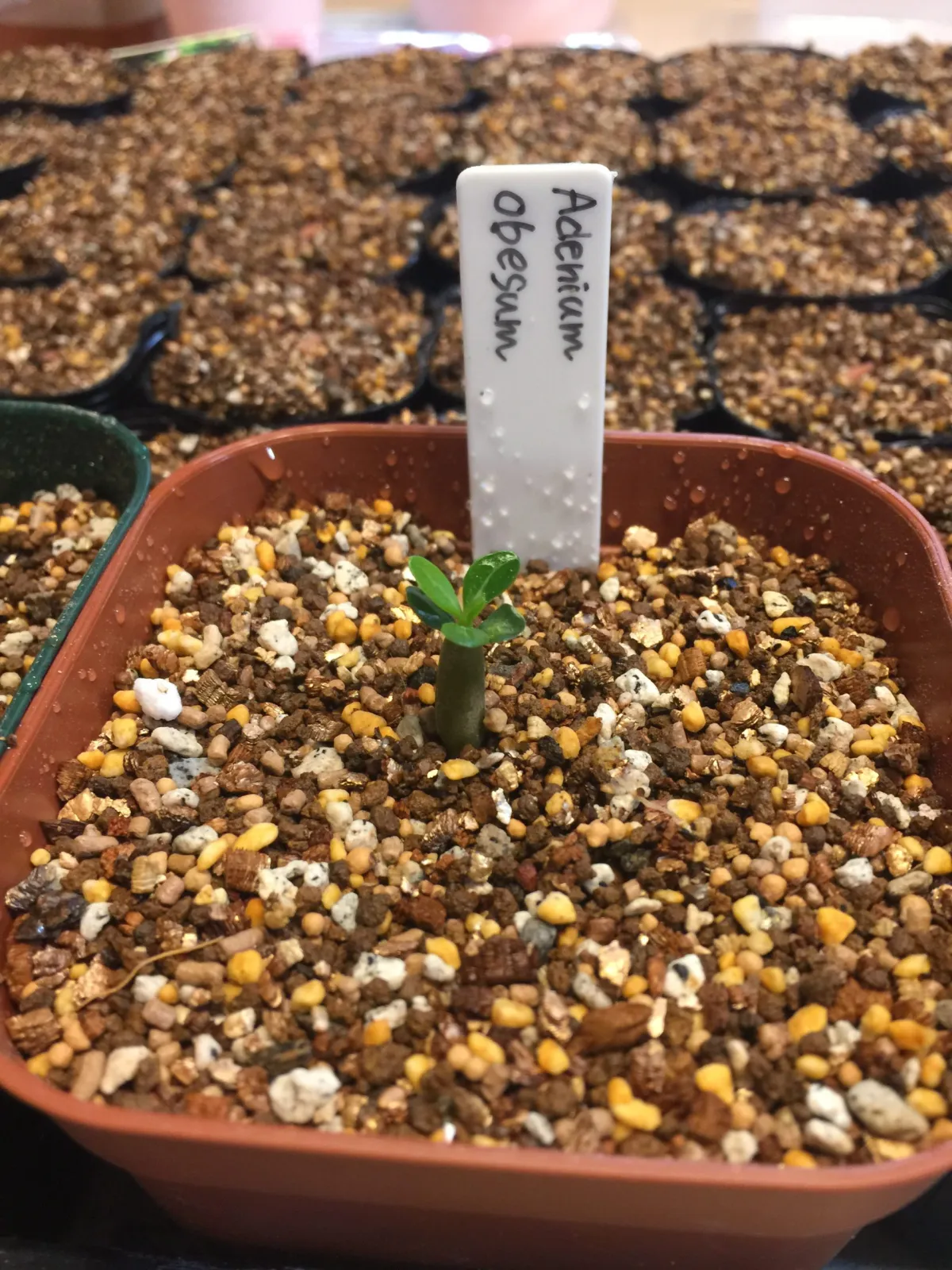 Adenium obesum (アデニウム オベスム)