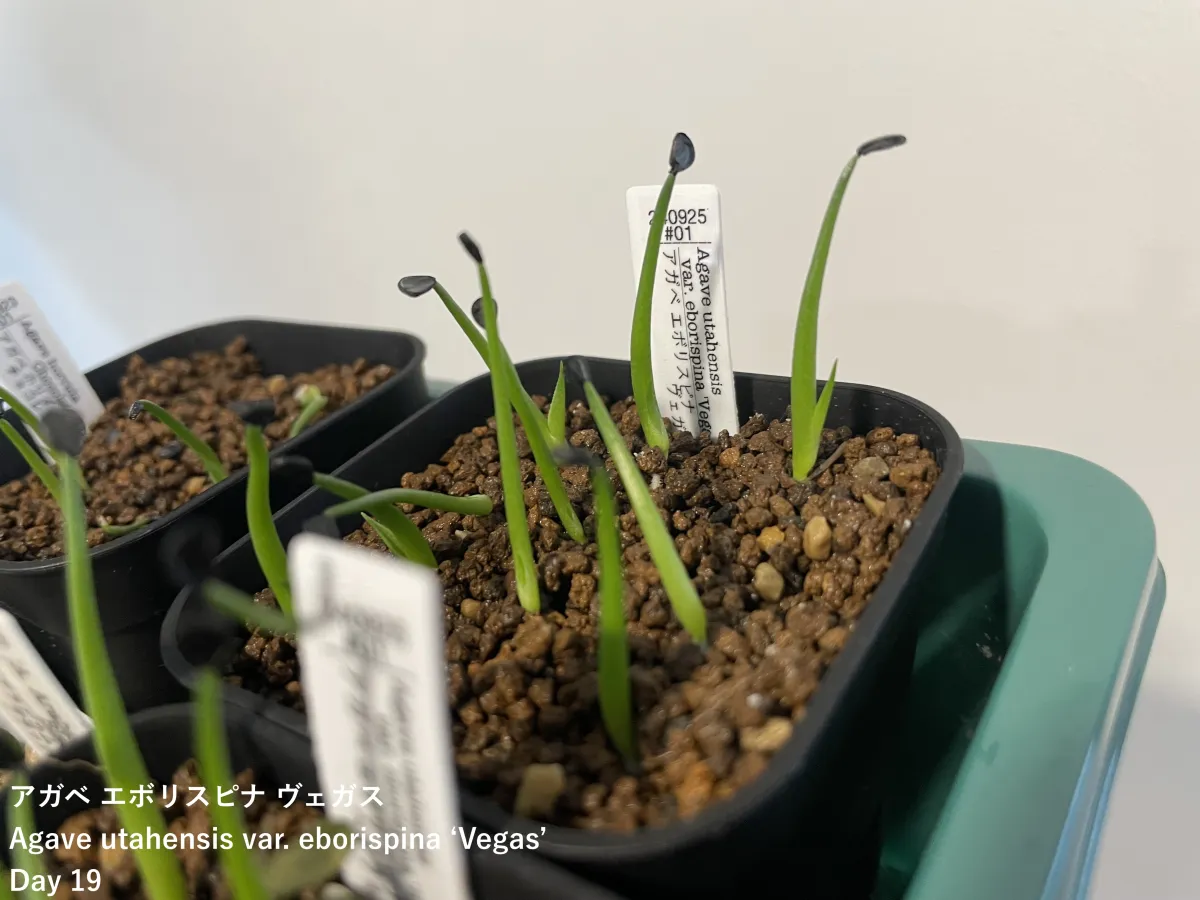 Agave utahensis var. eborispina Vegas (アガベ エボリスピナ ヴェガス)