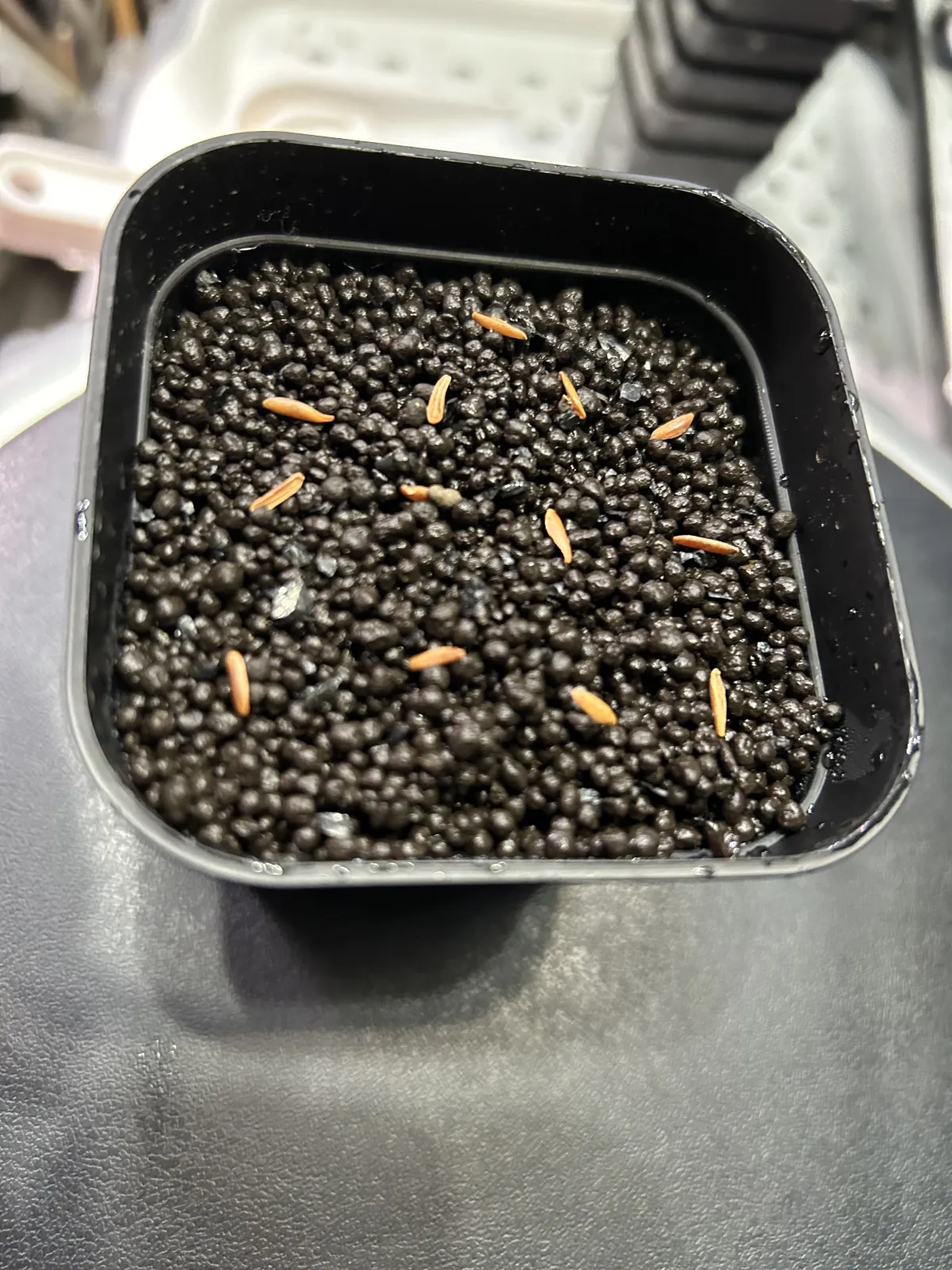 Pachypodium rosulatum var. gracilius ([無料種子] 発芽難 パキポディウム グラキリス　)