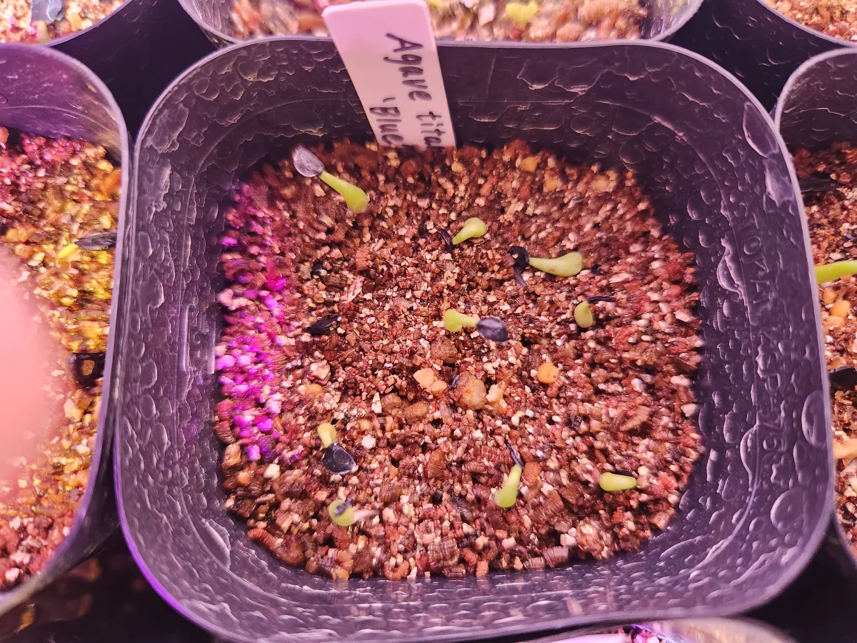 Agave titanota Blue Lot. (アガベ チタノタブルー)