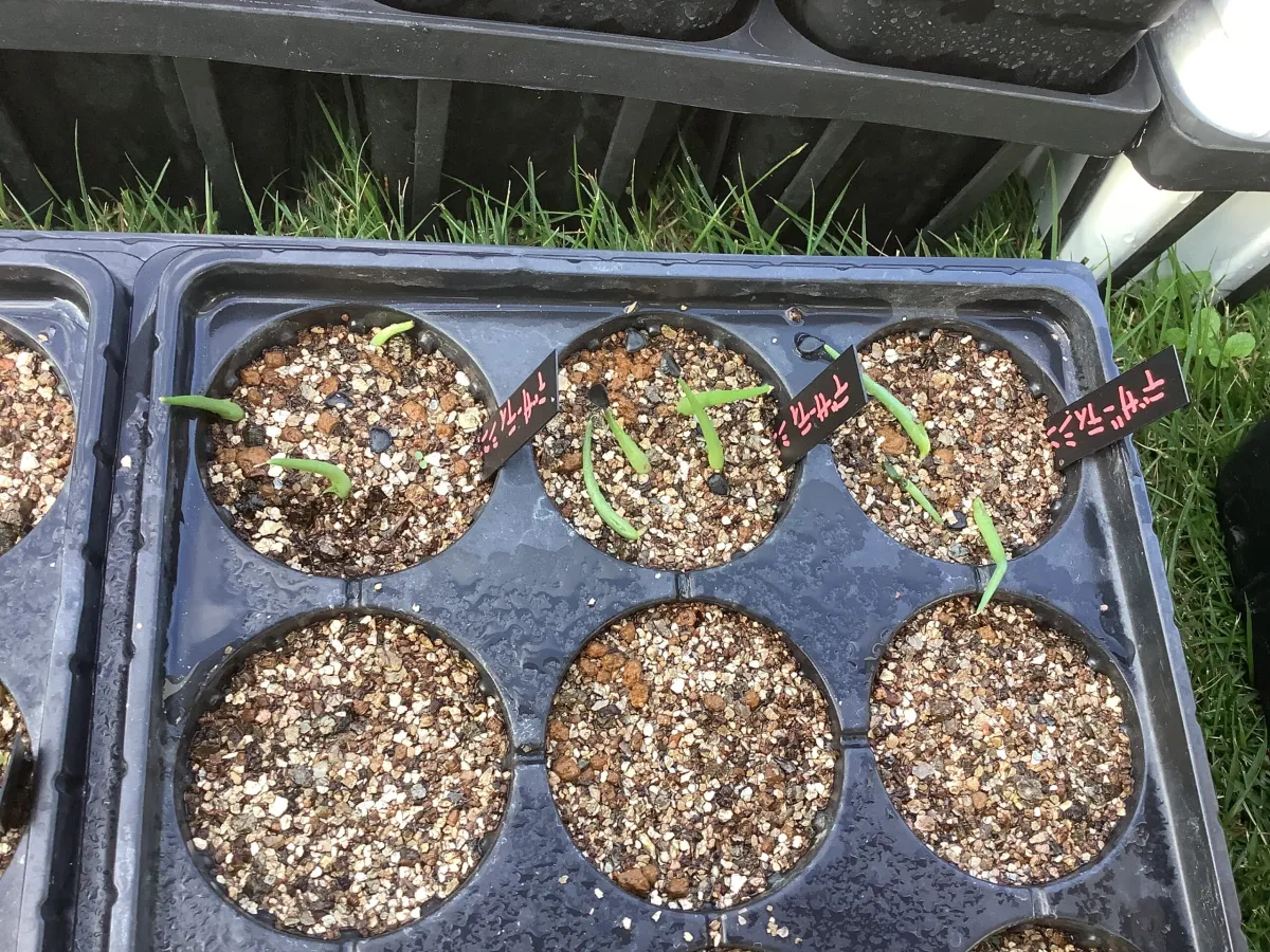 Agave deserti var. simplex (アガベ シンプレックス)