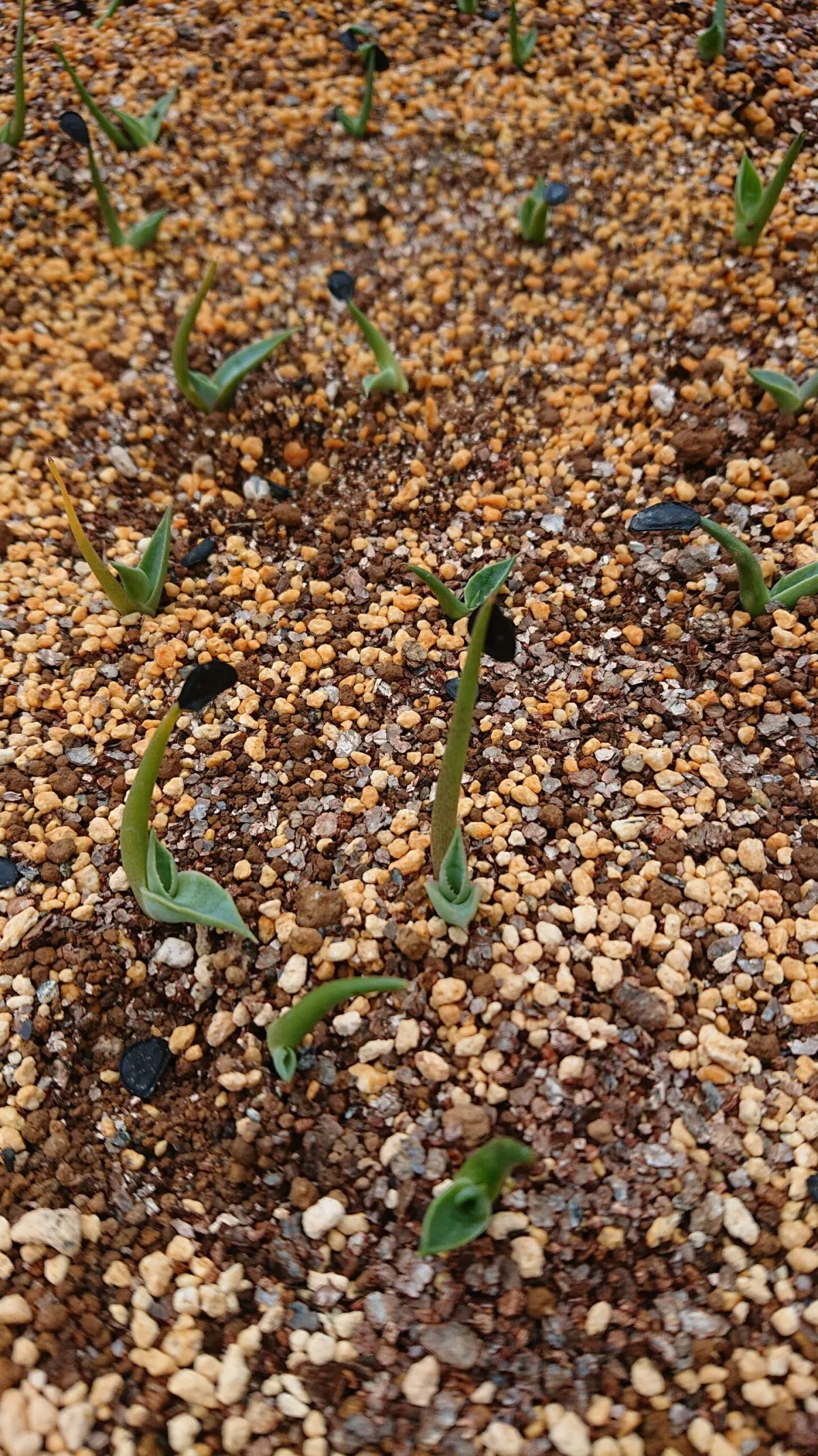 Agave parryi ssp. parryi (アガベ パリー)