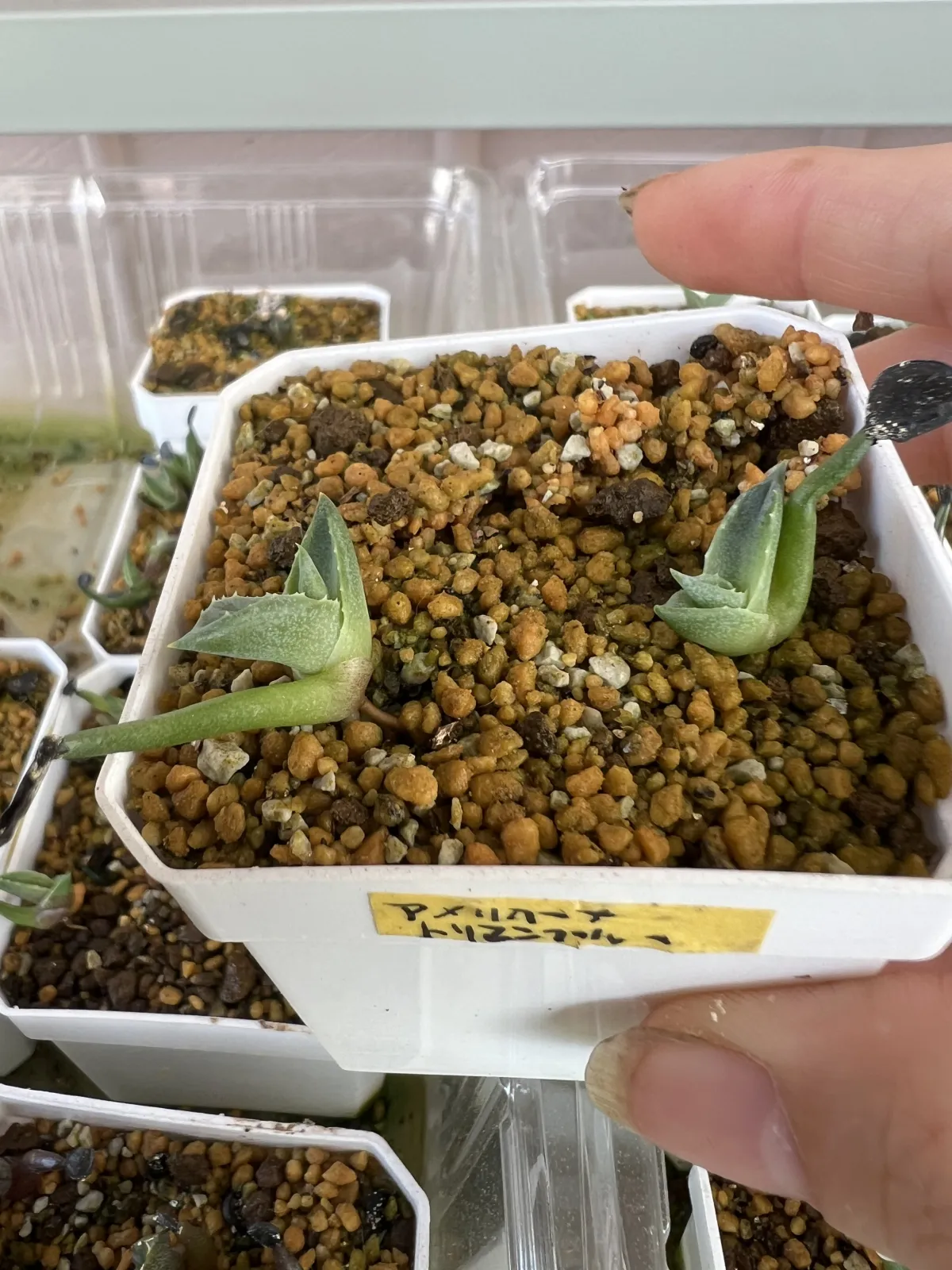 Agave americana (アガベ トリマンブルー)