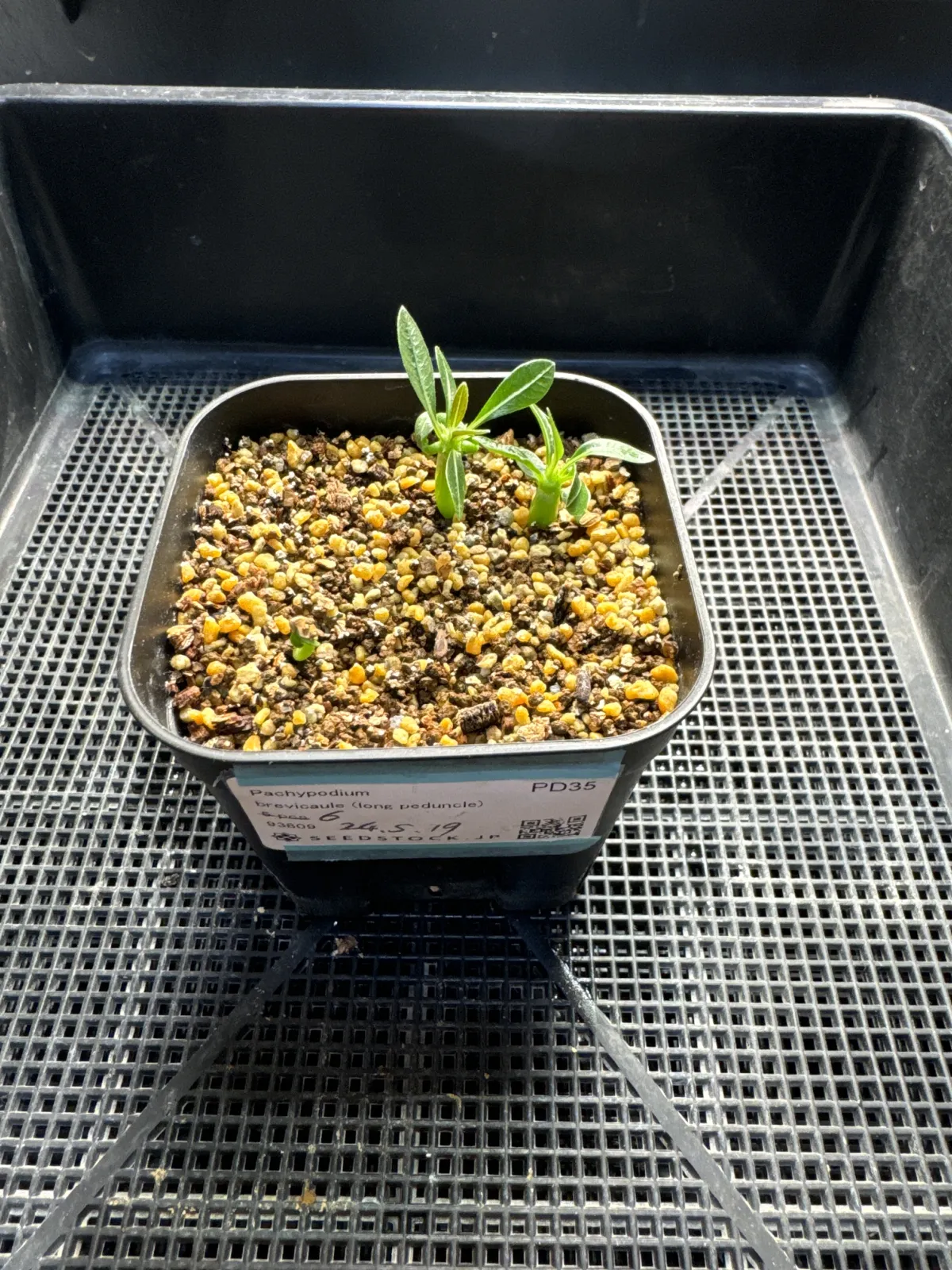 Pachypodium brevicaule (パキポディウム ブレビカウレ（長茎）)
