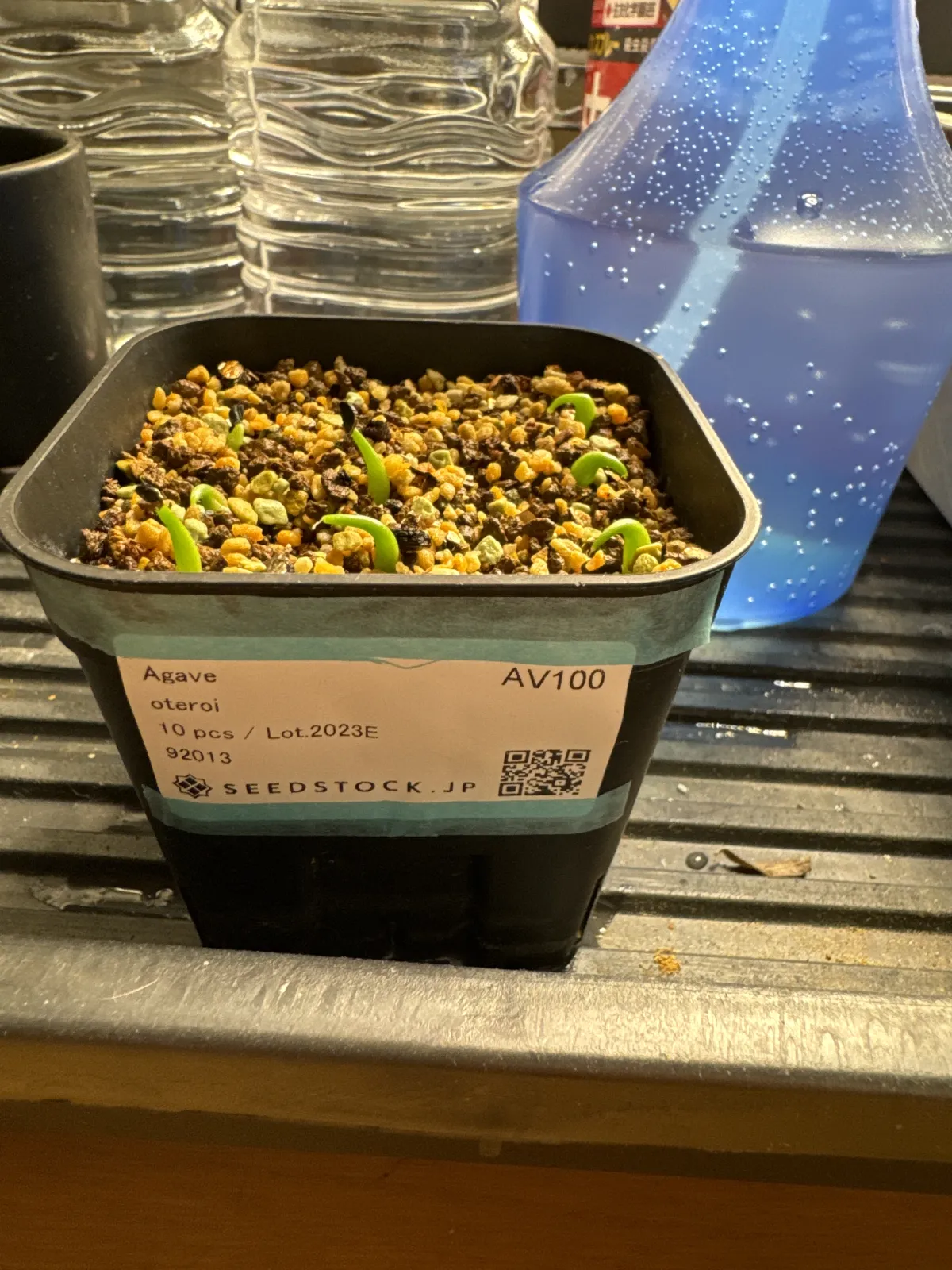 Agave oteroi Lot. (アガベ オテロイ)