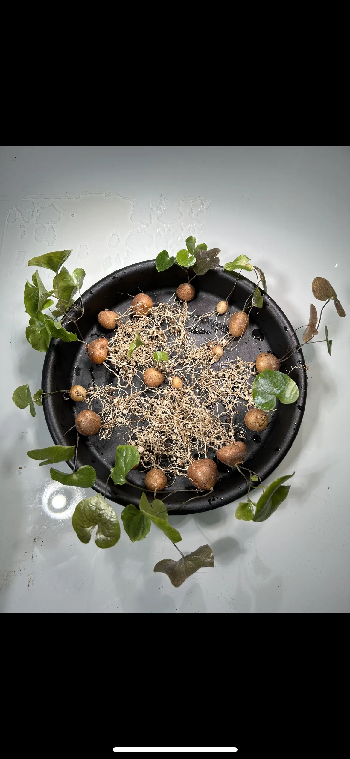 Dioscorea elephantipes Lot. (ディオスコレア エレファンティペス)