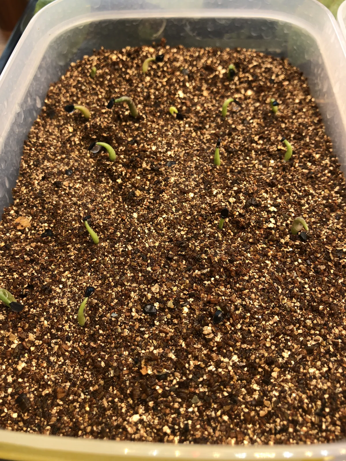 Agave titanota Blue Lot. (アガベ チタノタブルー)