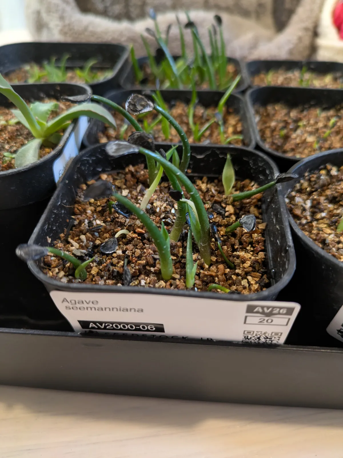 Agave seemanniana (アガベ シーマニアナ)