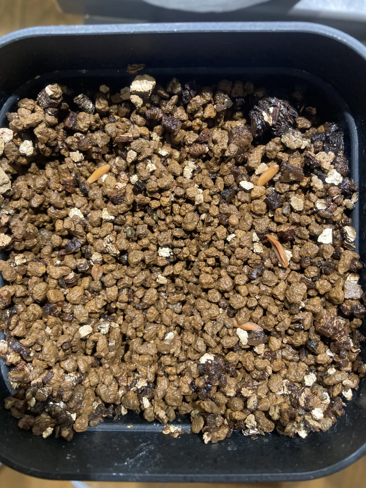 Pachypodium rosulatum var. gracilius ([無料種子] 発芽難 パキポディウム グラキリス　)