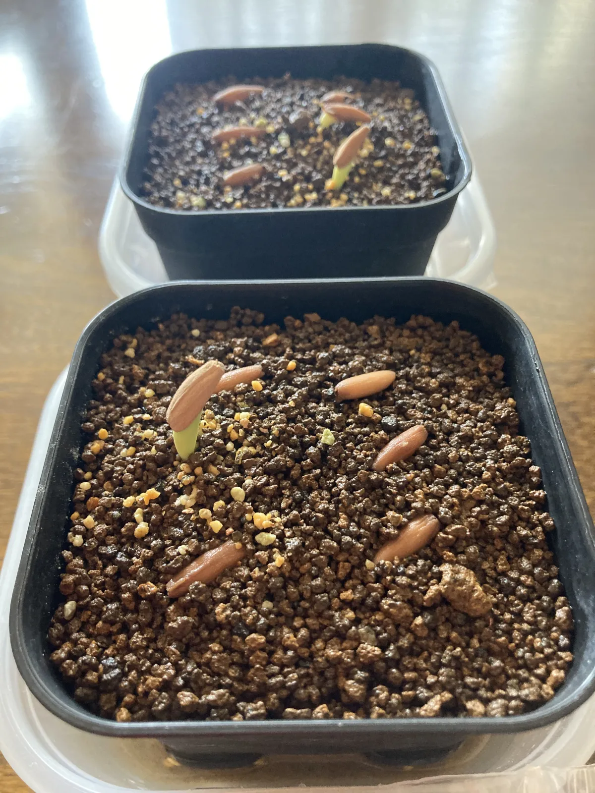 Adenium arabicum Black stem (アデニウム アラビカム ブラックステム)