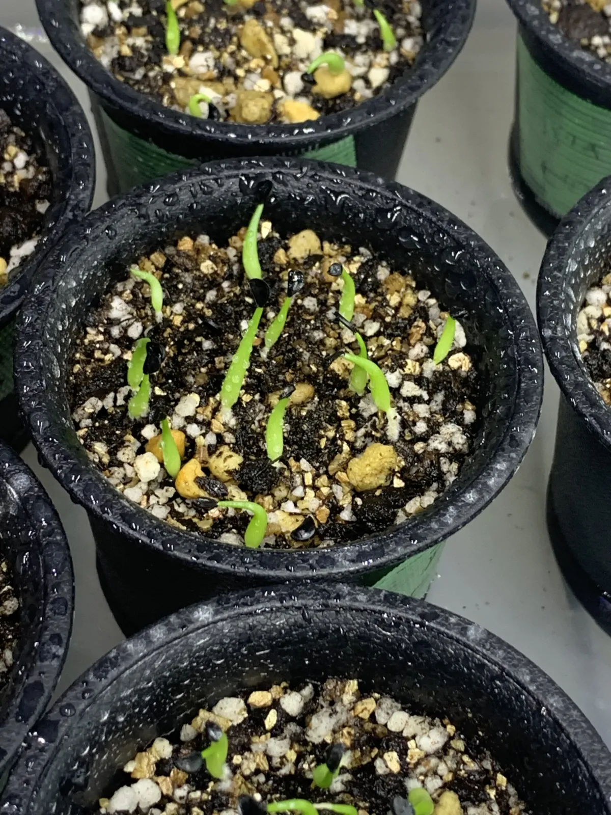 Agave victoriae-reginae var. compact (アガベ ビクトリアレジーナコンパクト)
