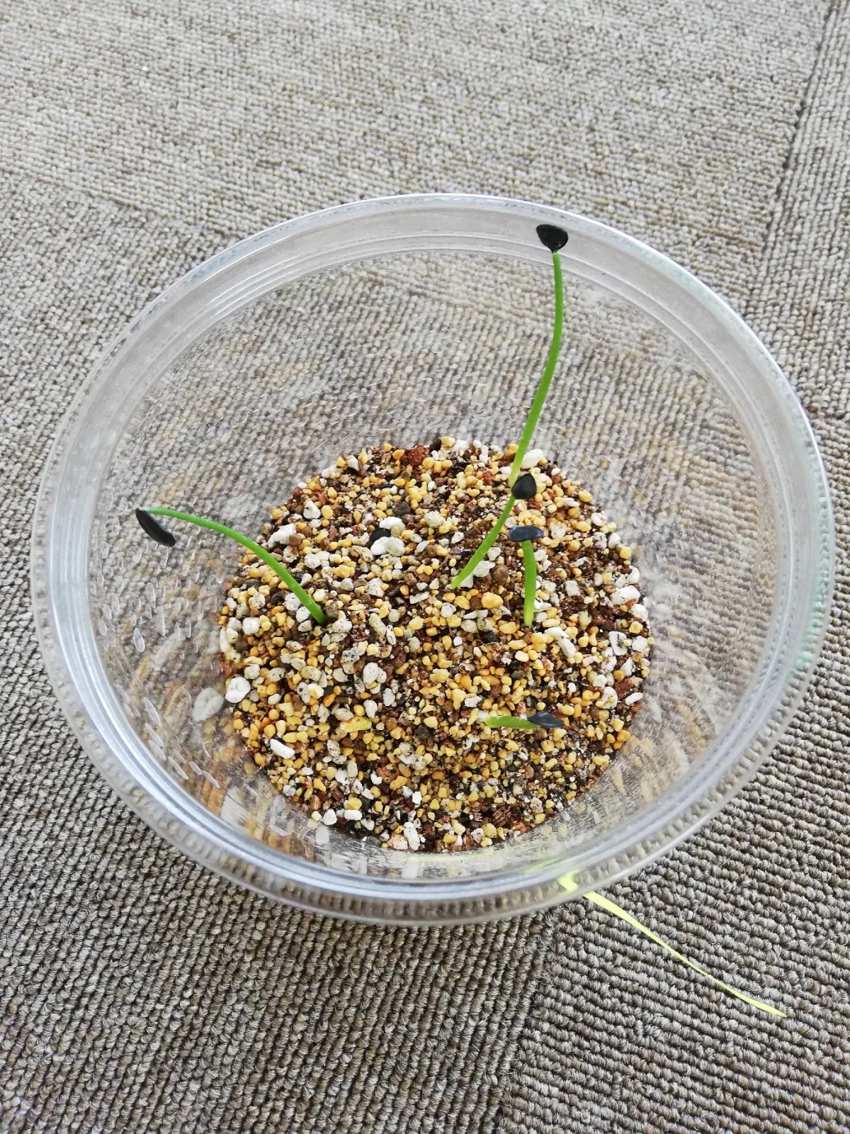Agave parryi var. huachusensis (アガベ フアチュセンシス)