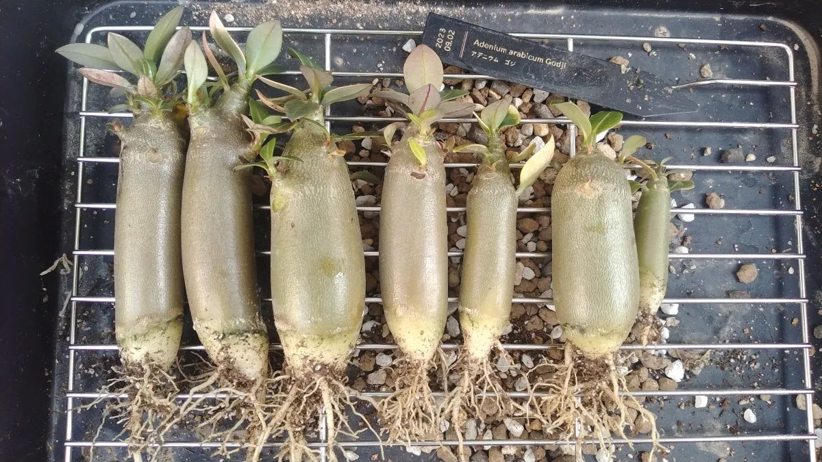 Adenium arabicum Godji (アデニウム アラビカムゴッジ)