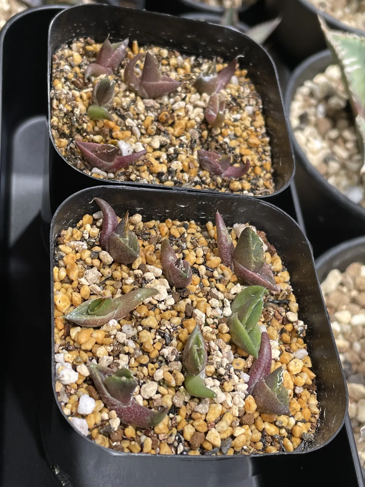 Agave oteroi Lot. (アガベ オテロイ)