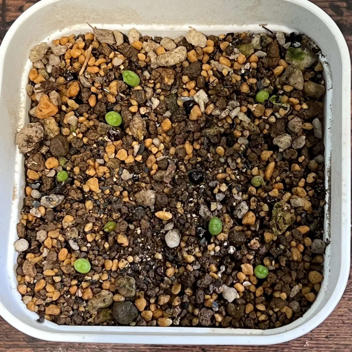 Astrophytum asterias cv. Super kabuto (アストロフィツム スーパー兜)