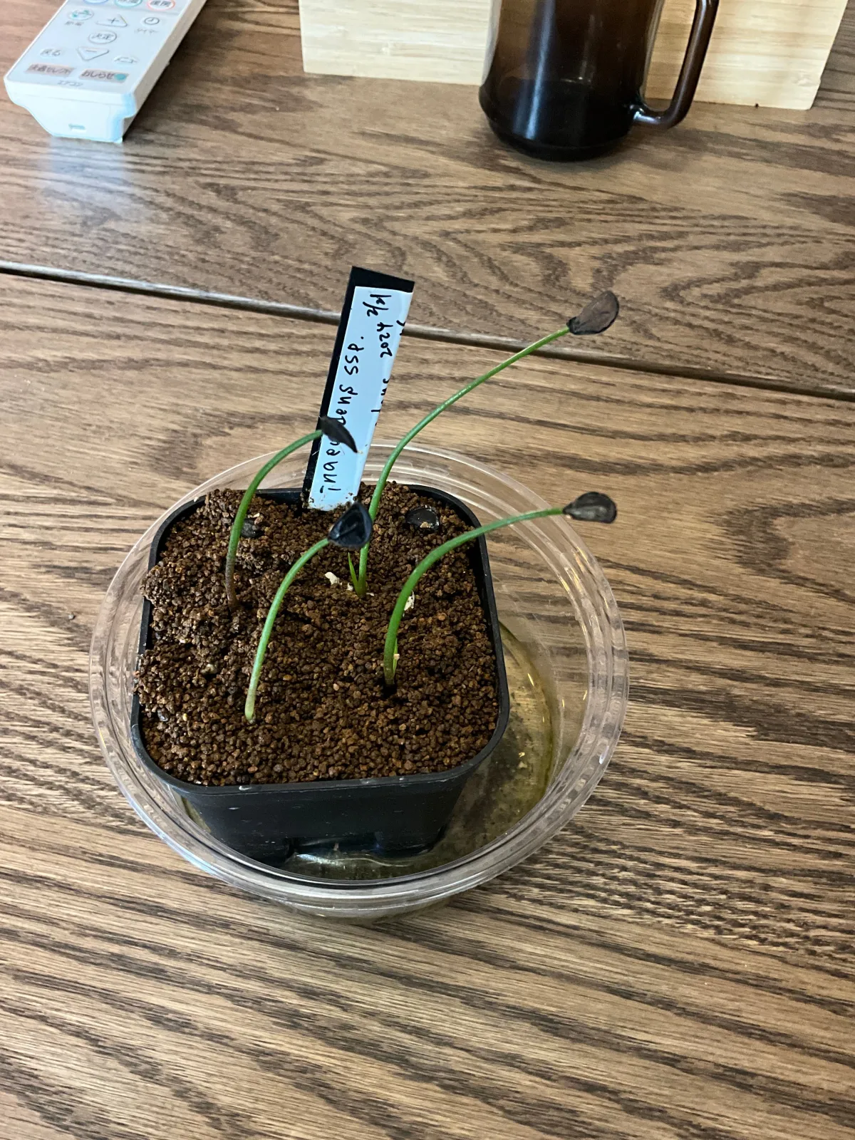 Agave inaequidens ssp. inaequidens (アガベ インアクイデンス)