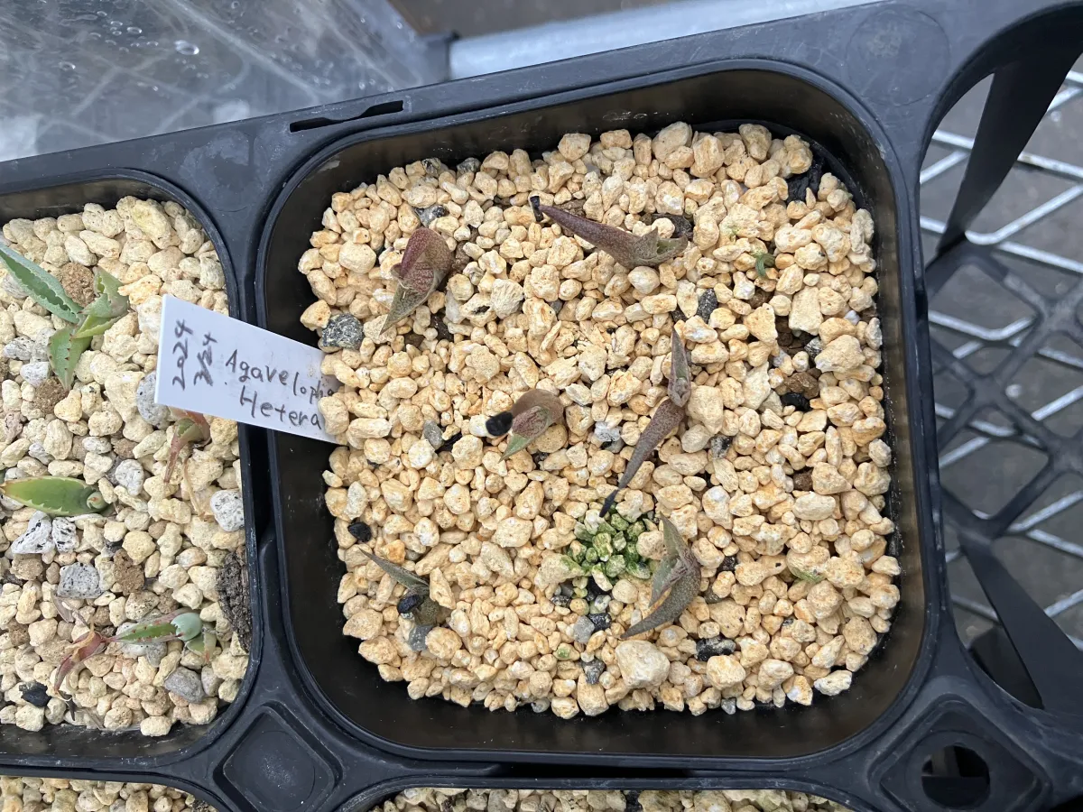 Agave lophantha (アガベ ヘテラカンサ)
