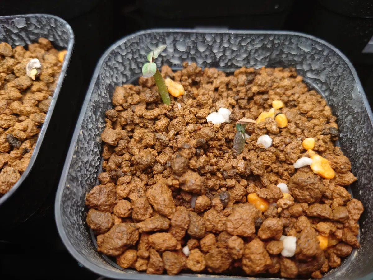 Pachypodium horombense (パキポディウム ホロンベンセ)