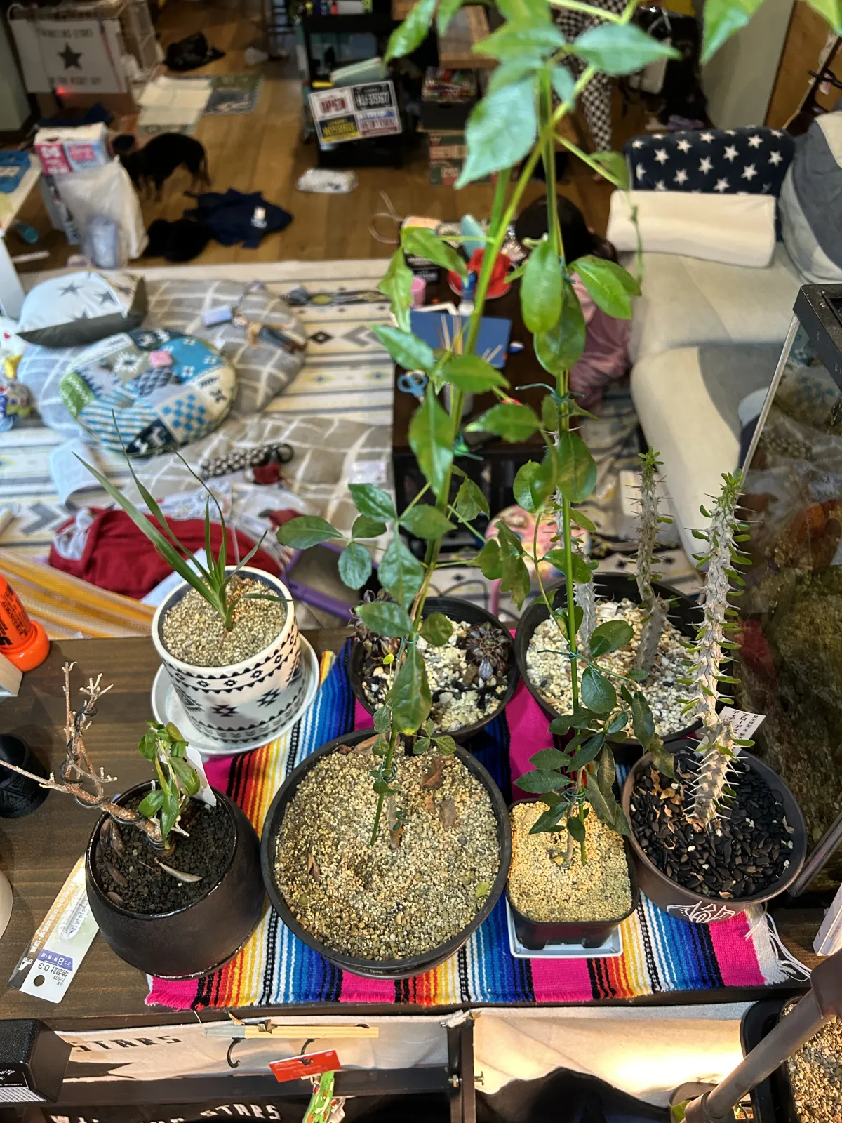 Commiphora mildbraedii (コミフォラ ミルドブラエディ  レッドブラウンバーク)