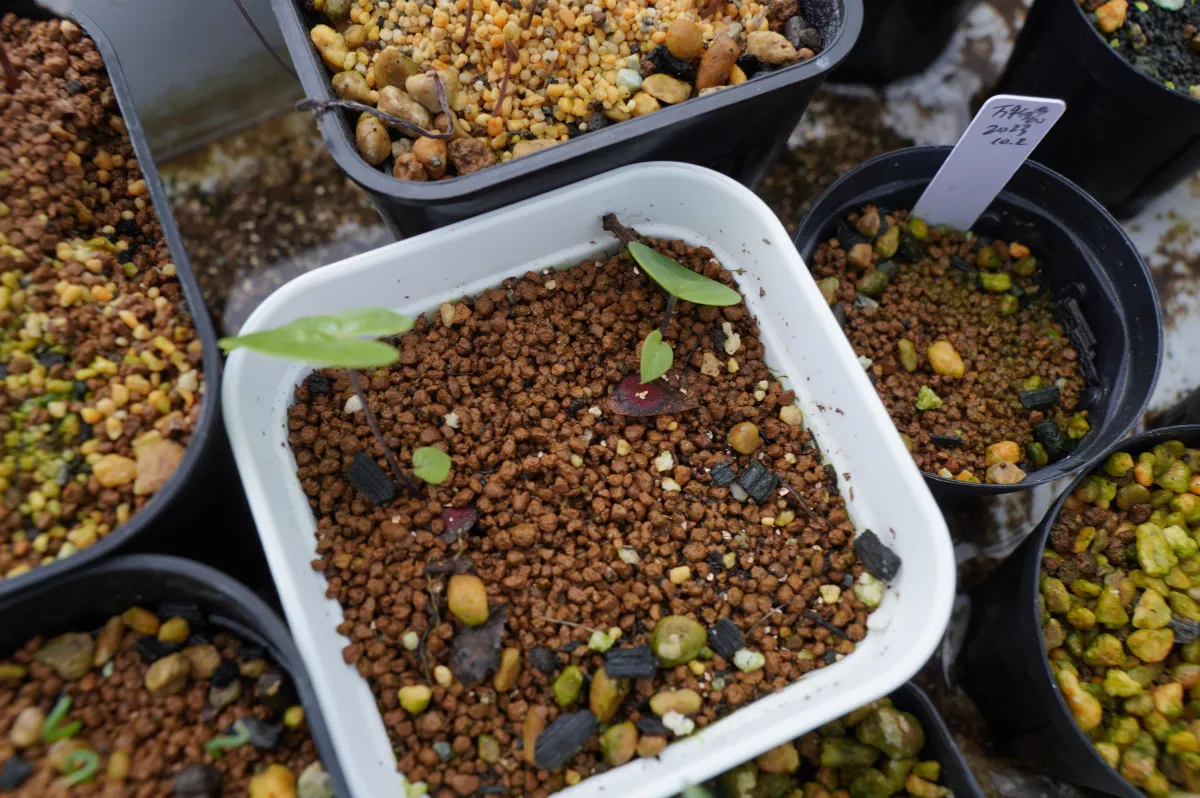 Dioscorea elephantipes ([チャレンジ種子] 亀甲竜)
