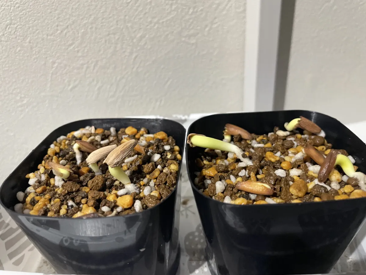 YLB Adenium arabicum Yak Lop Buri (アデニウム アラビカム)