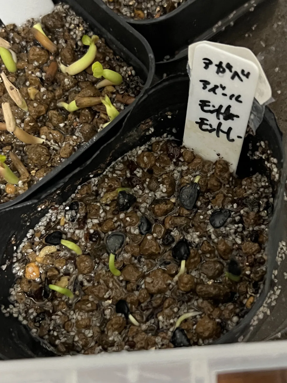 Agave sp. (アガベ アズールモントレー)
