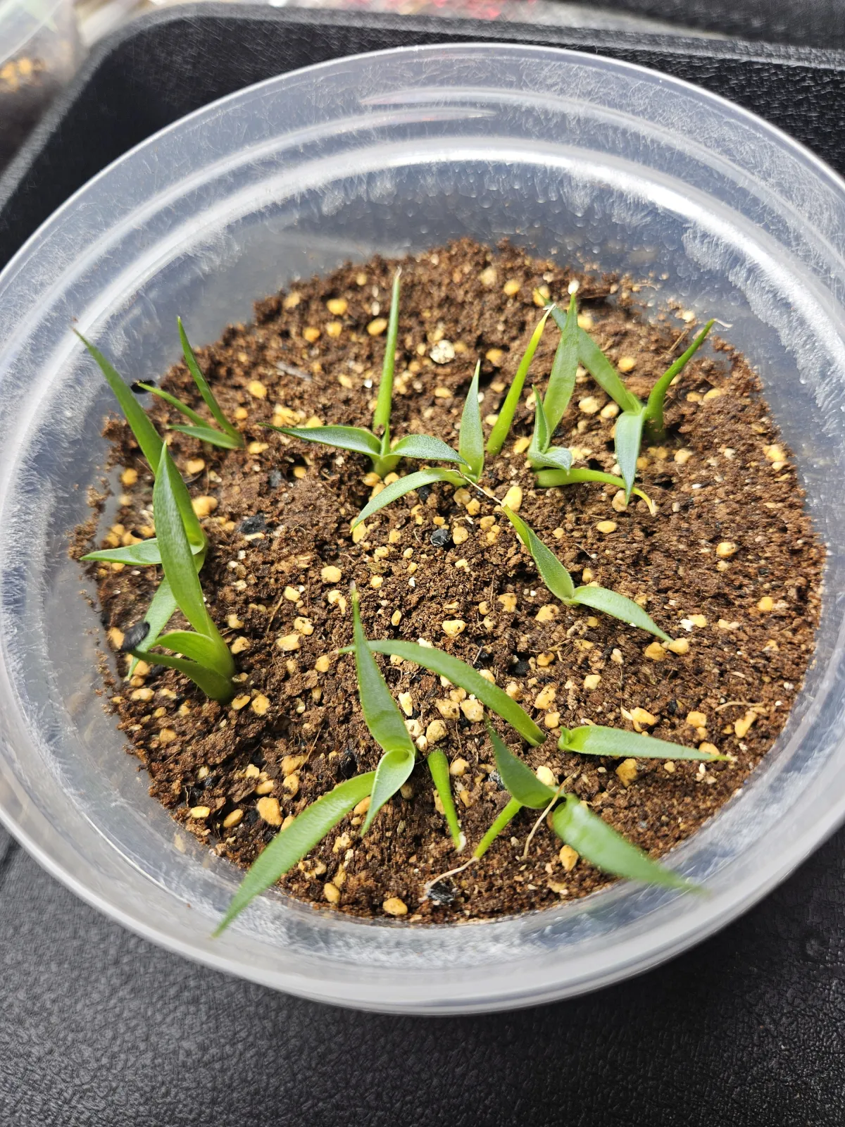 Agave utahensis var. eborispina (アガベ エボリスピナ ヘイフォード)