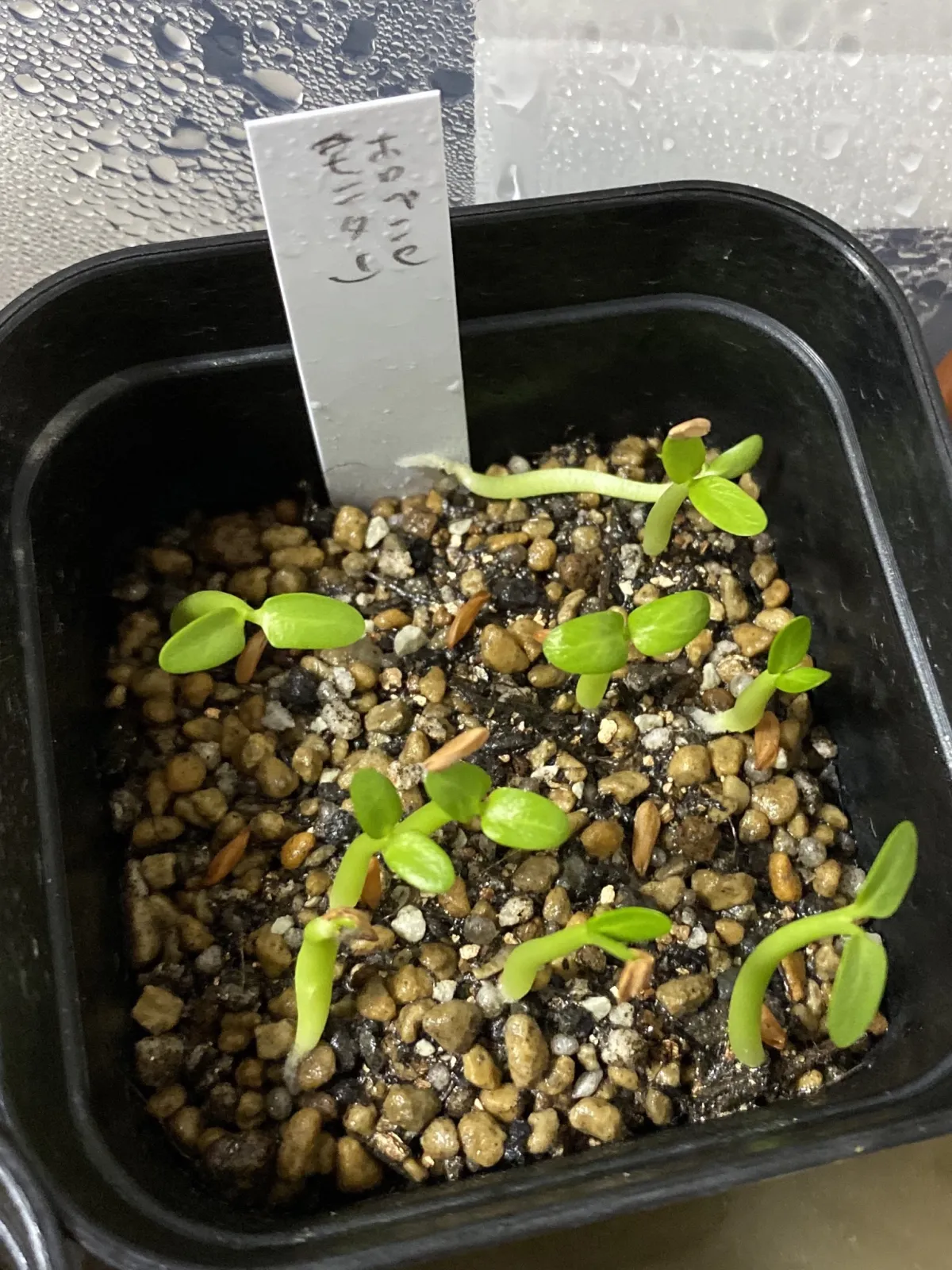 Pachypodium horombense (パキポディウム ホロンベンセ)