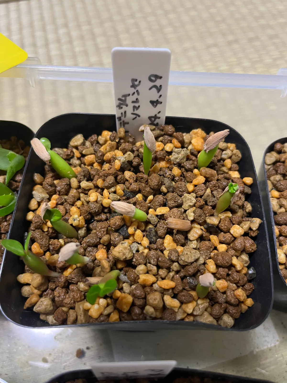 Adenium somalens (アデニウム ソマレンセ)