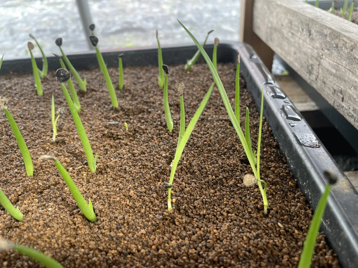 Agave americana var. franzosinii (アガベ フランゾシニー)