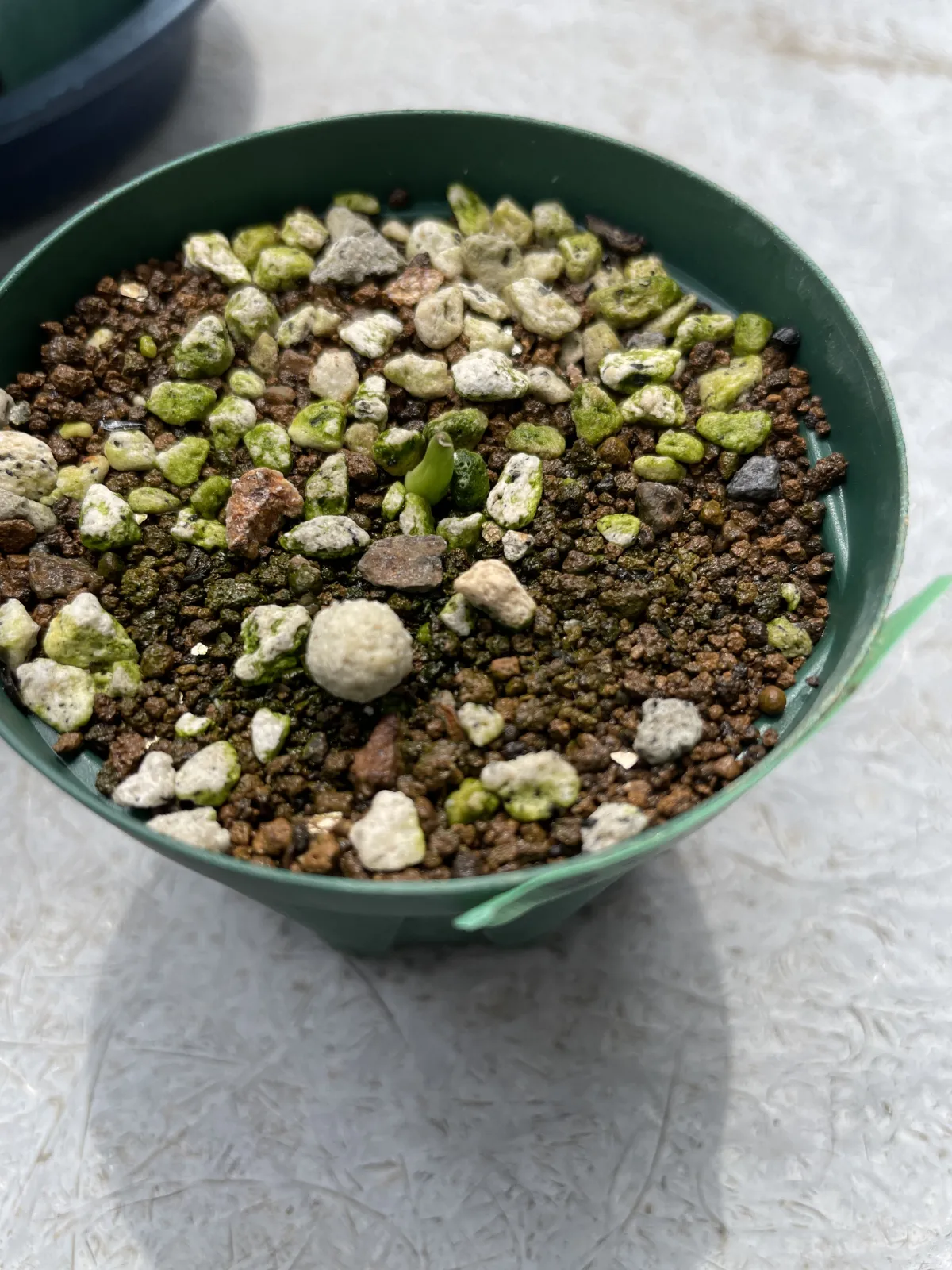 Agave victoriae-reginae ssp. swobodae (アガベ スワボダエ コンパクタ)