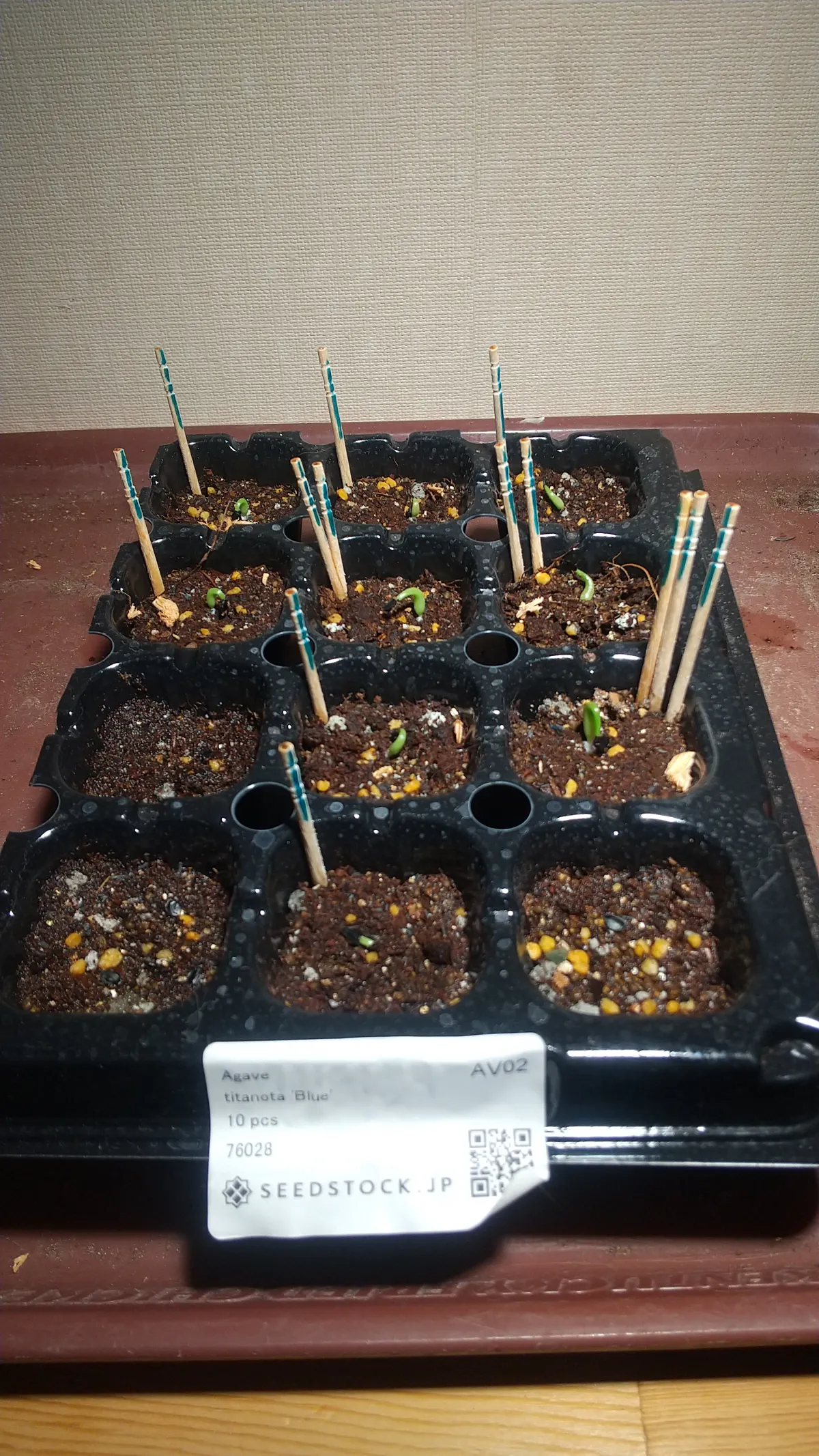 Agave titanota Blue Lot. (アガベ チタノタブルー)
